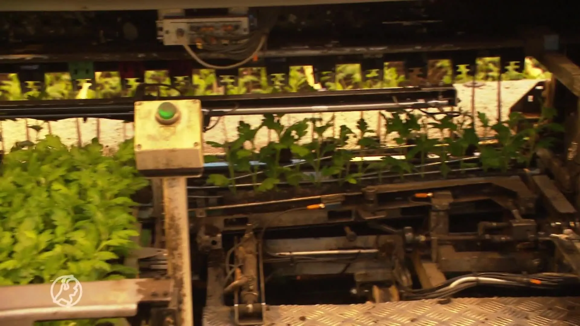 Bloemkwekers maken zich zorgen over situatie Oekraïne: 'Wij betalen straks de rekening'