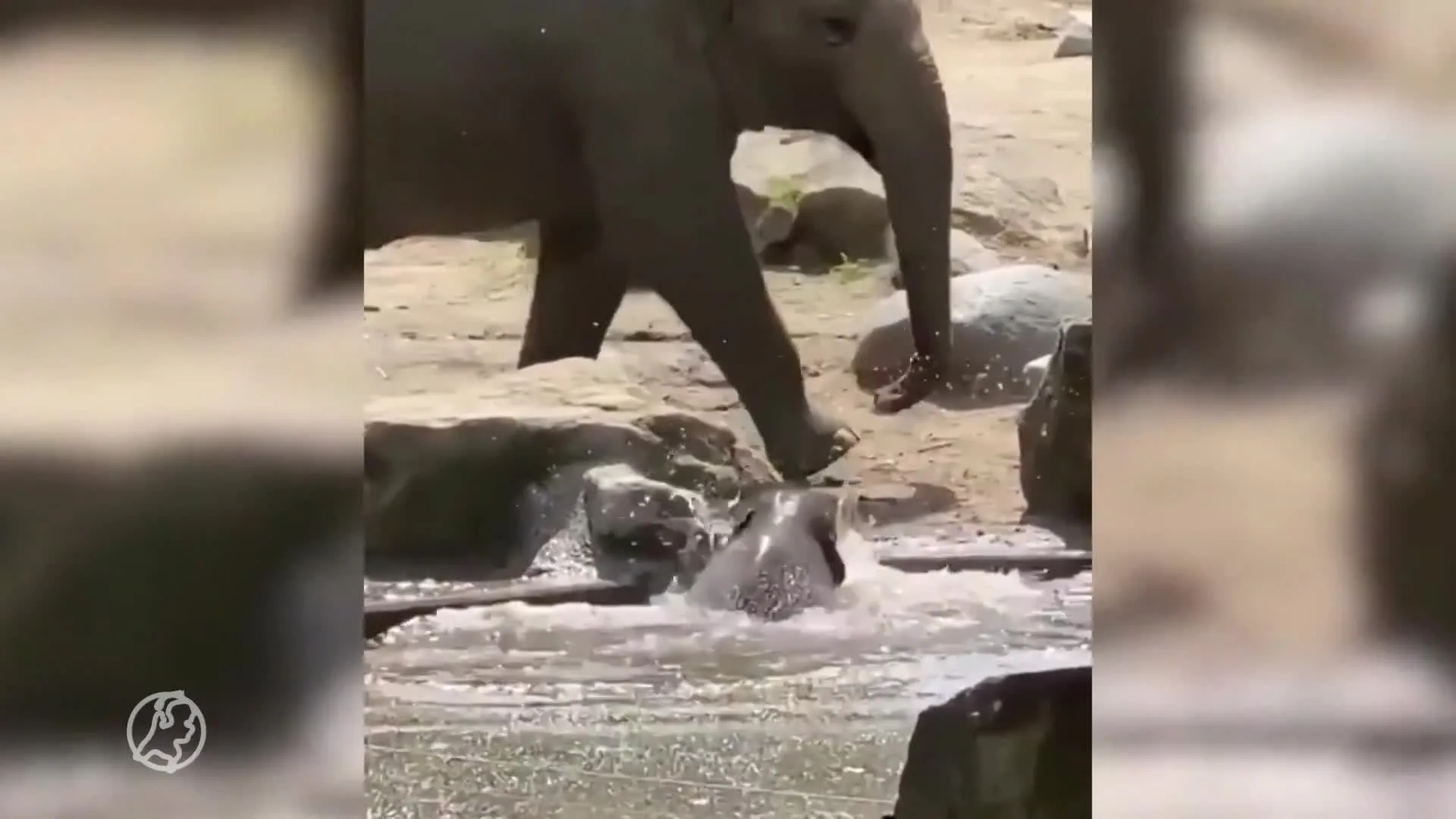 Olifantje Radjik denkt dat hij op water kan lopen en valt par...