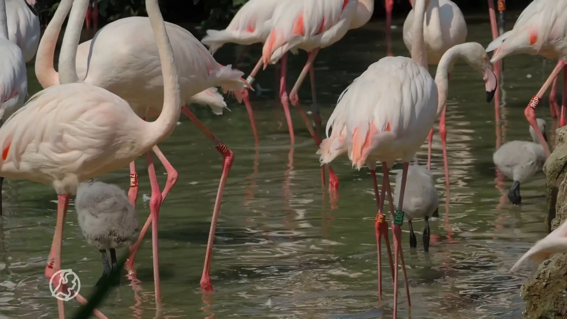 Acht flamingo's uit ei gekropen in Safaripark Beekse Bergen