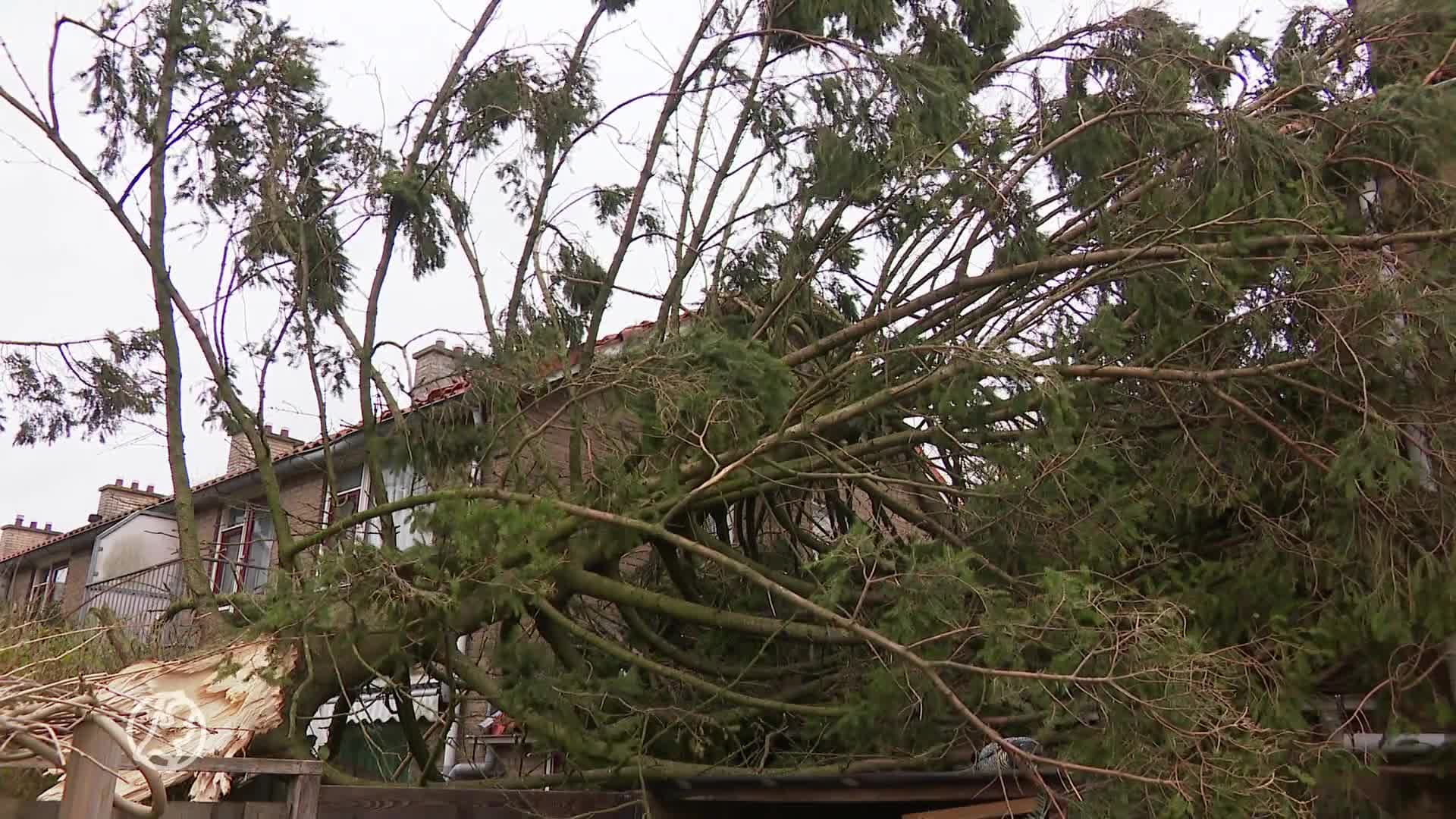 Na jaren vechten tegen de boom van de buren ligt hij nu op Tanja's huis en auto