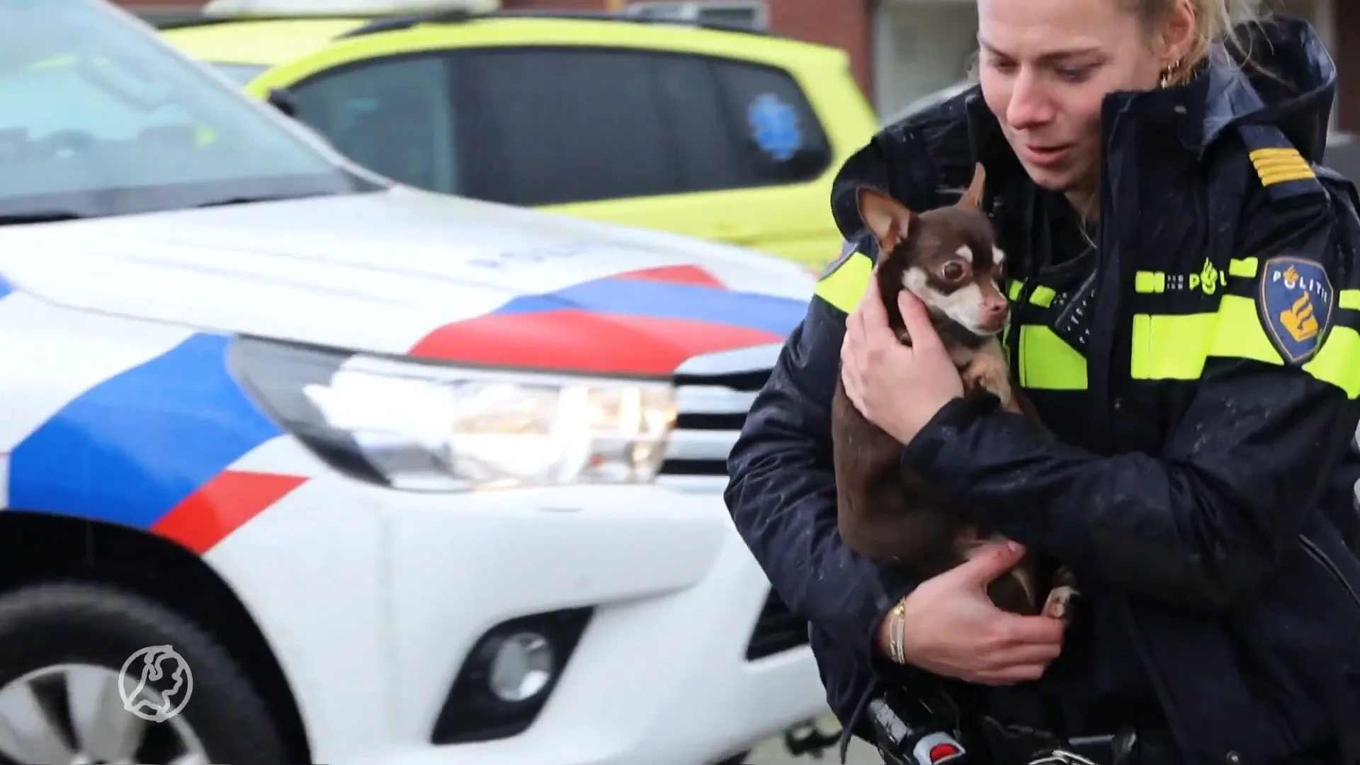 ZIEN: Hondje gered uit auto na ongeluk