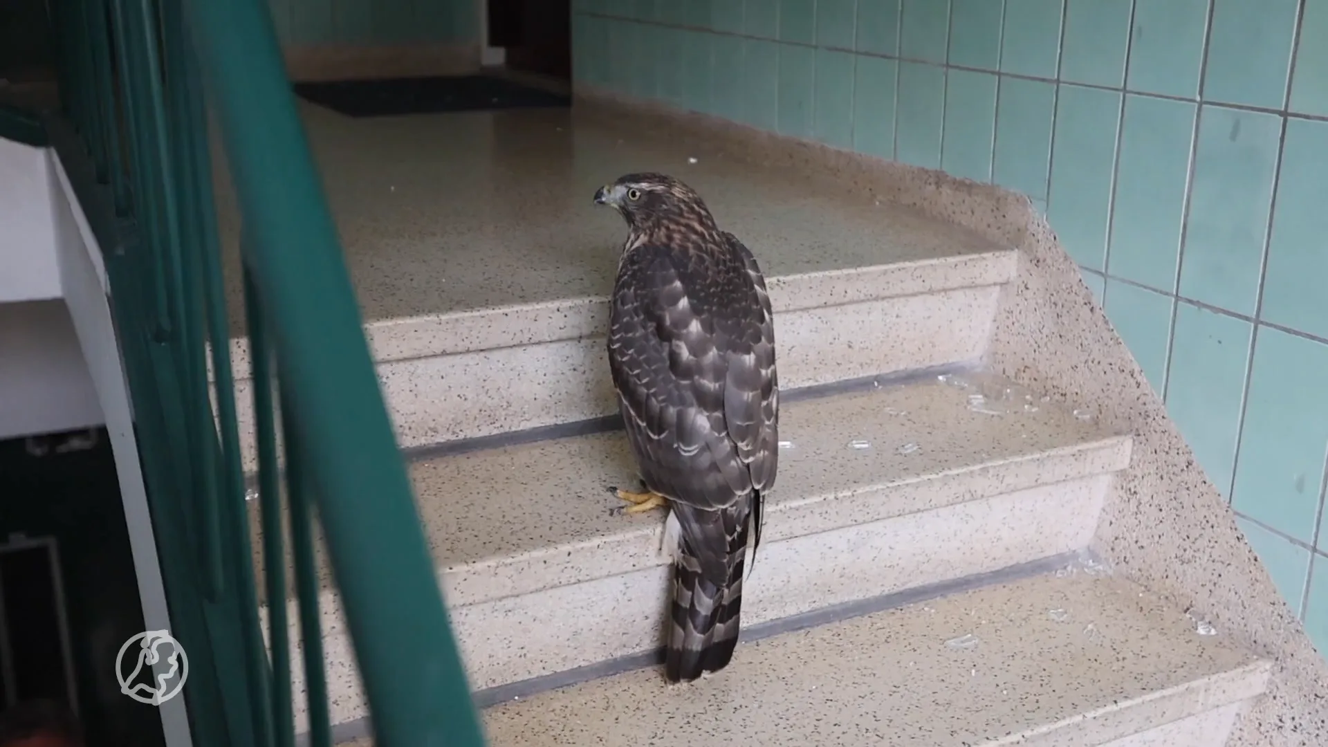 Havik knalt door ruit in Haagse portiekflat