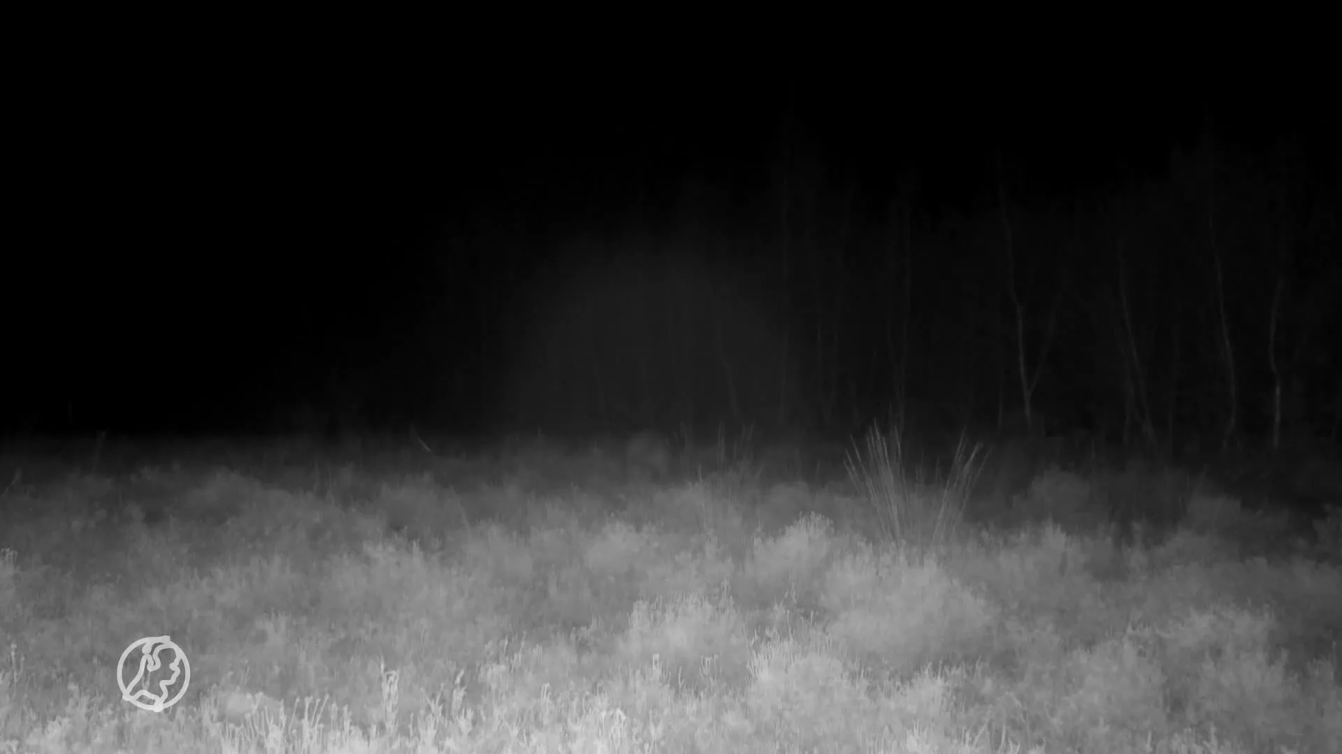 ZIEN: Nog niet eerder zoveel wolven tegelijk gespot in Nederland