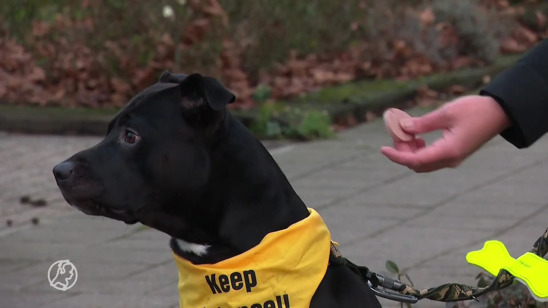 Baasje hond Tommy doet aangifte tegen politie: 'Laatste woord...
