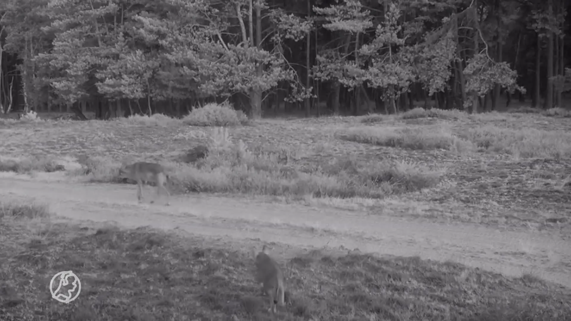 ZIEN: Zes wolvenwelpjes op de Veluwe vastgelegd op wildcamera