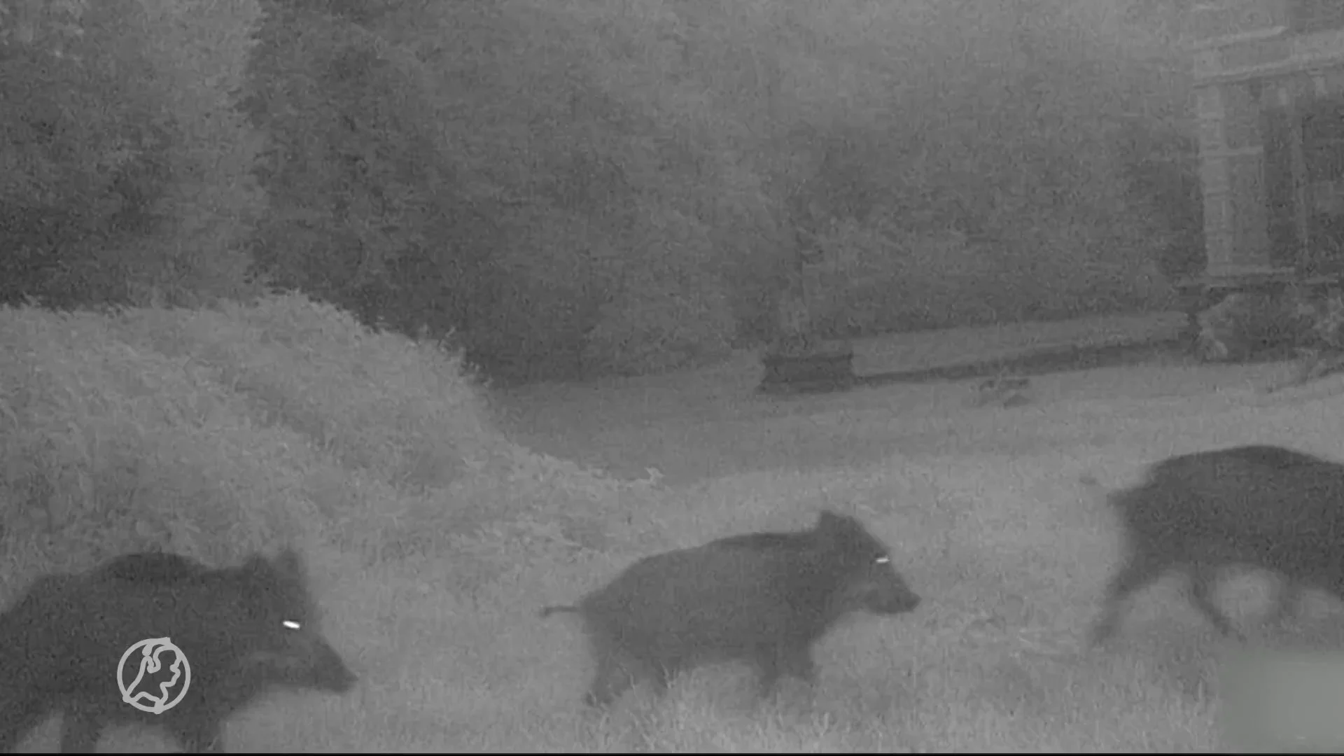 Roedel zwijnen ploegt hele achtertuin van Joke om: 'Het wordt steeds erger'