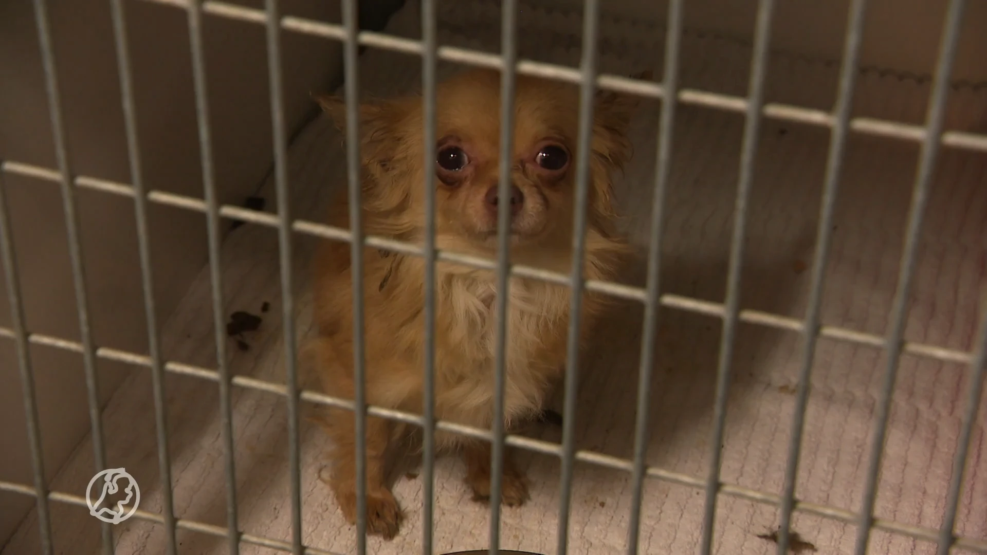 'VVD en PvdD willen een houdverbod voor dierenbeulen'