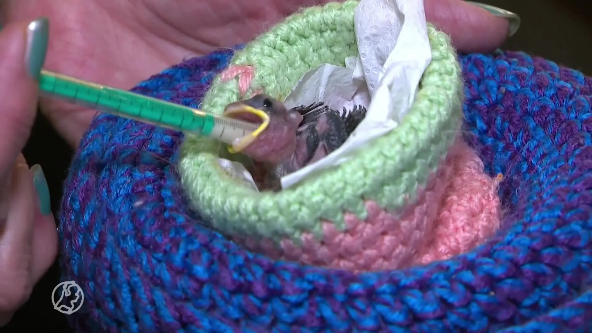 Broedseizoen van start, drukte bij vogelopvang