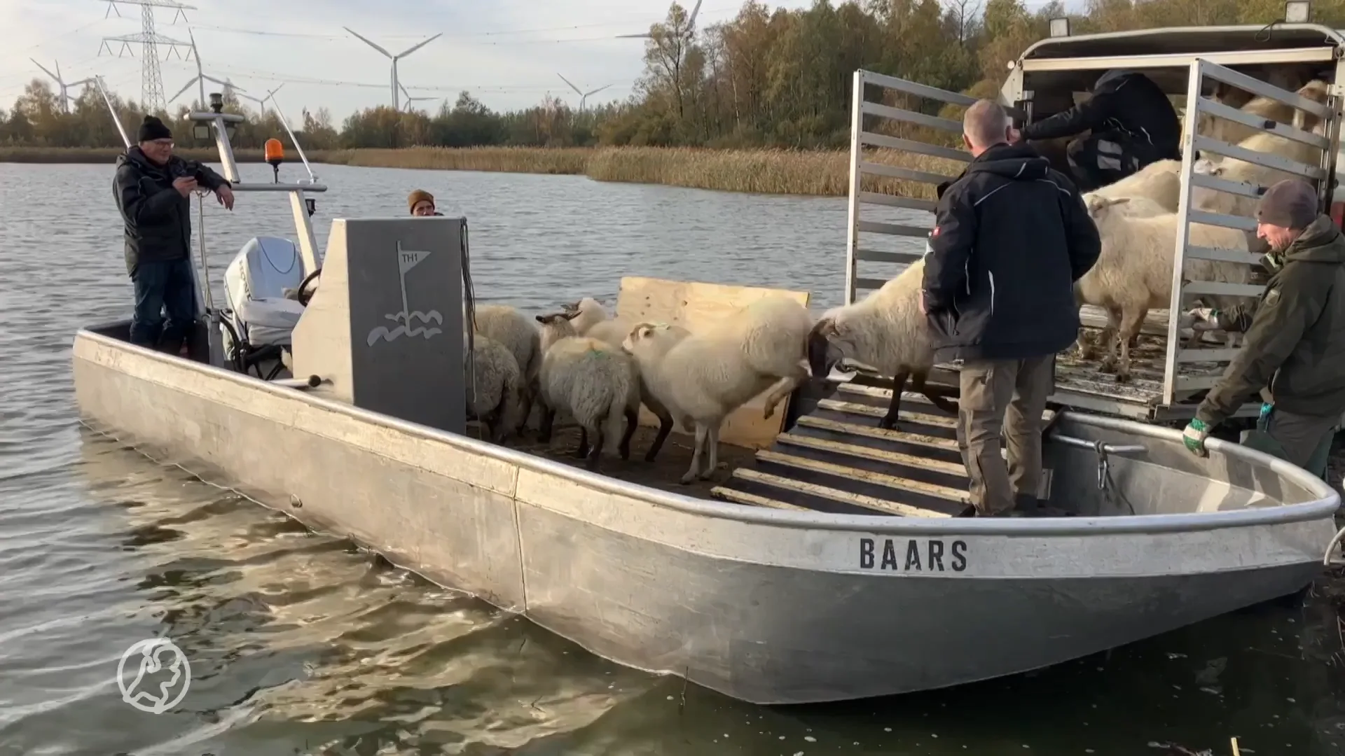Schapen moeten eilandje schoon grazen voor broedende vogels