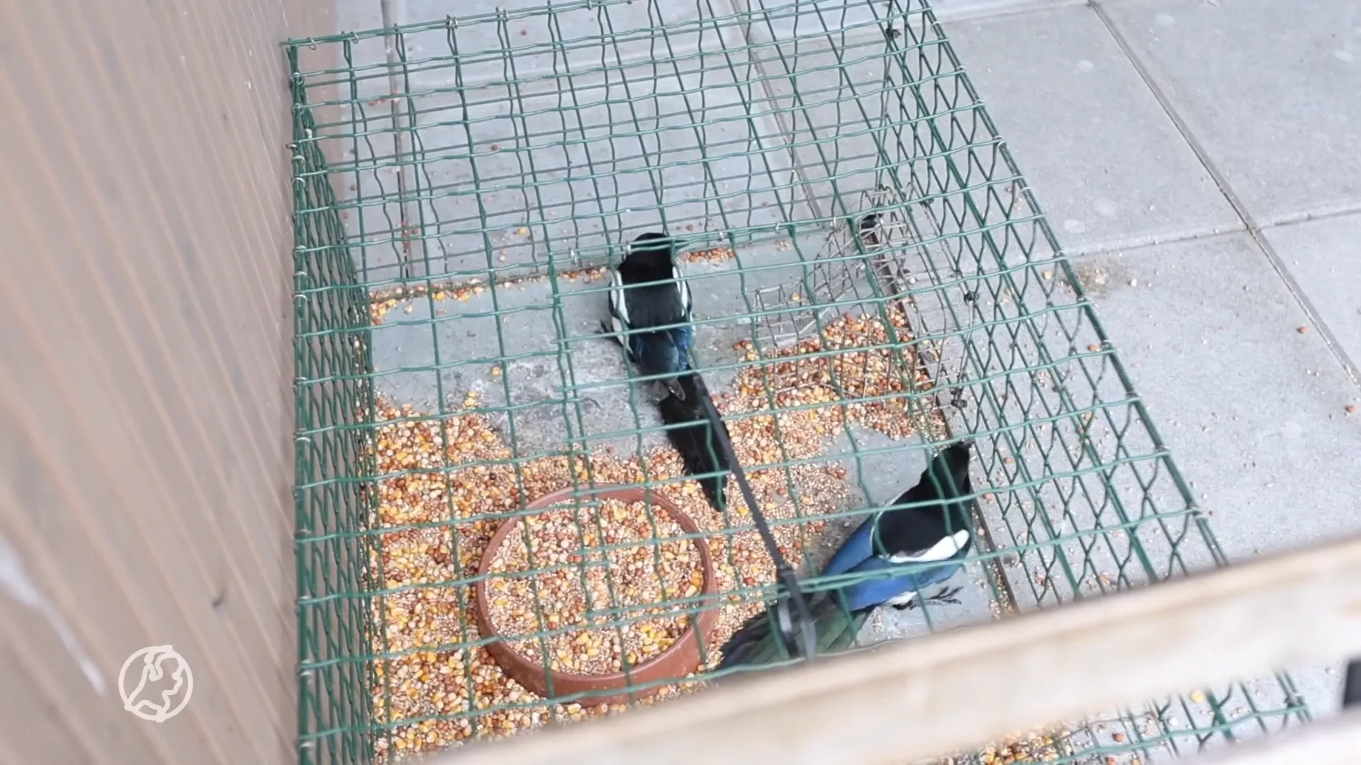 Eksters gered uit illegale vangkooi