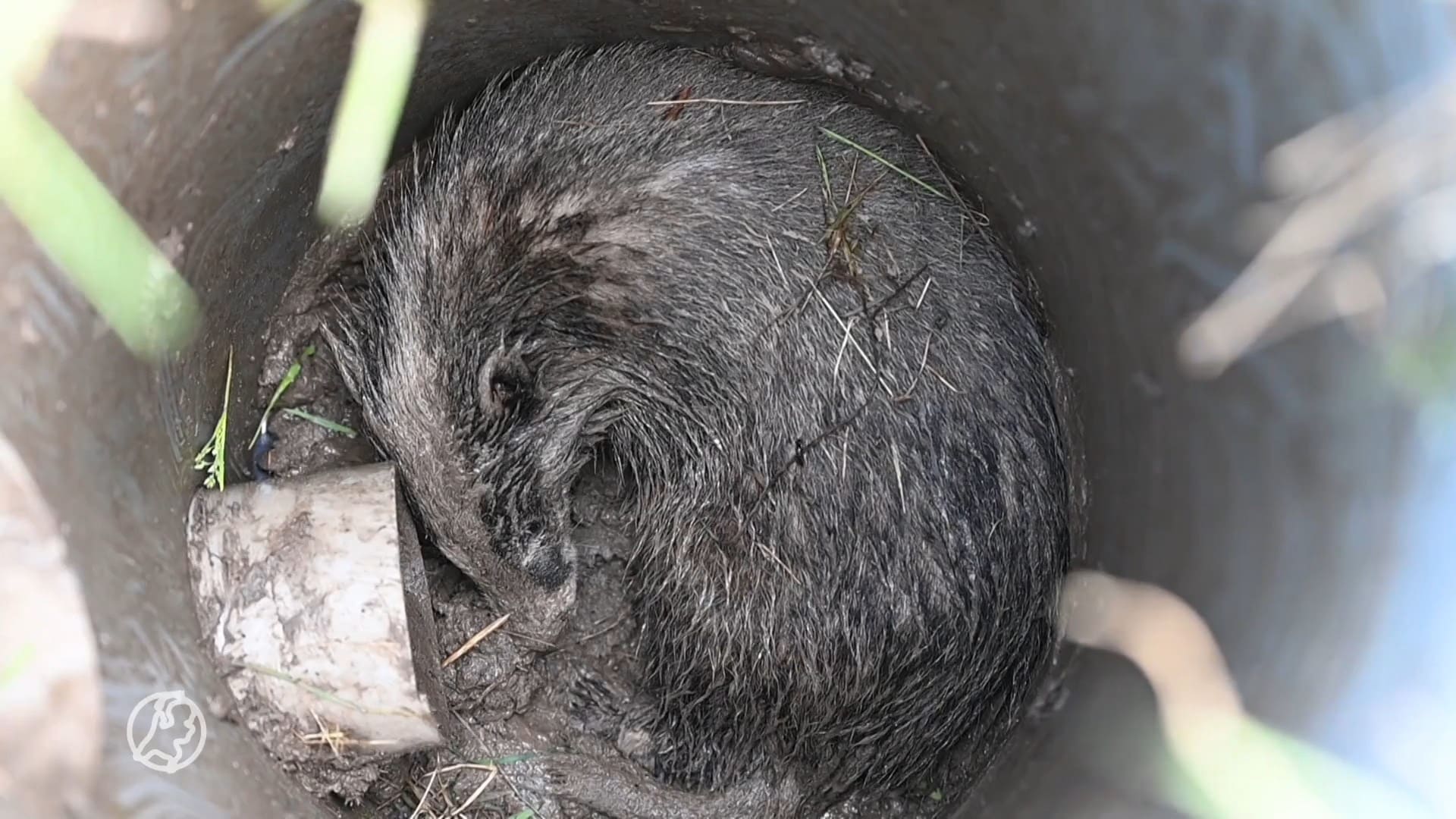 Das vast in buis, brandweer weet het dier te redden