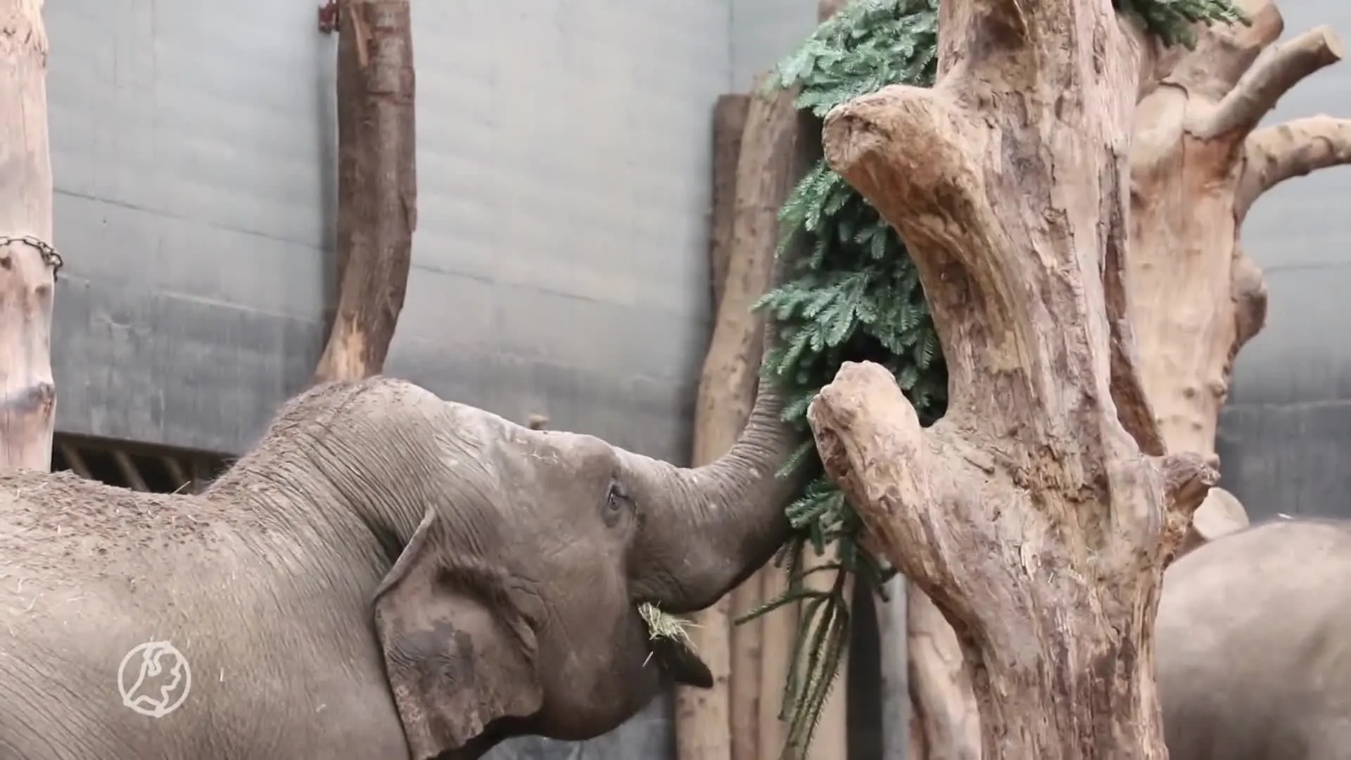 Kerstbomen krijgen tweede leven in DierenPark Amersfoort