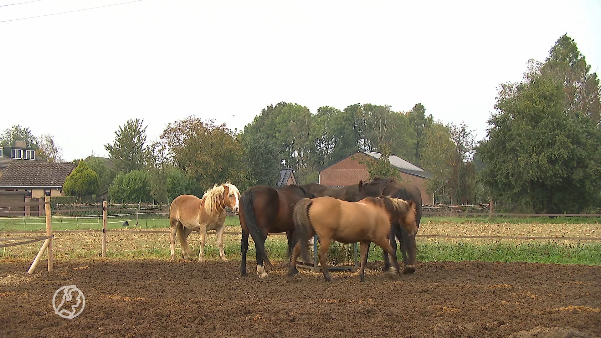 Eenzame paarden raken 'chronisch gestrest', dierenorganisaties willen verbod op paarden in isolement