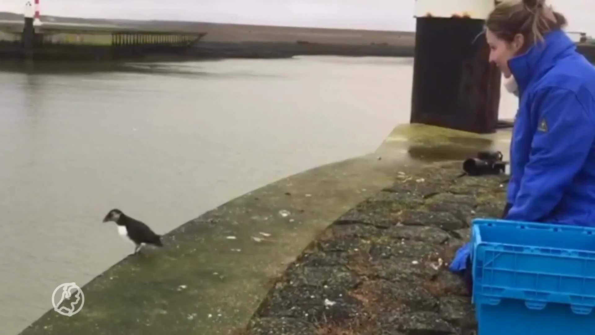 Verdwaalde papegaaiduiker op Texel is weer uitgevlogen
