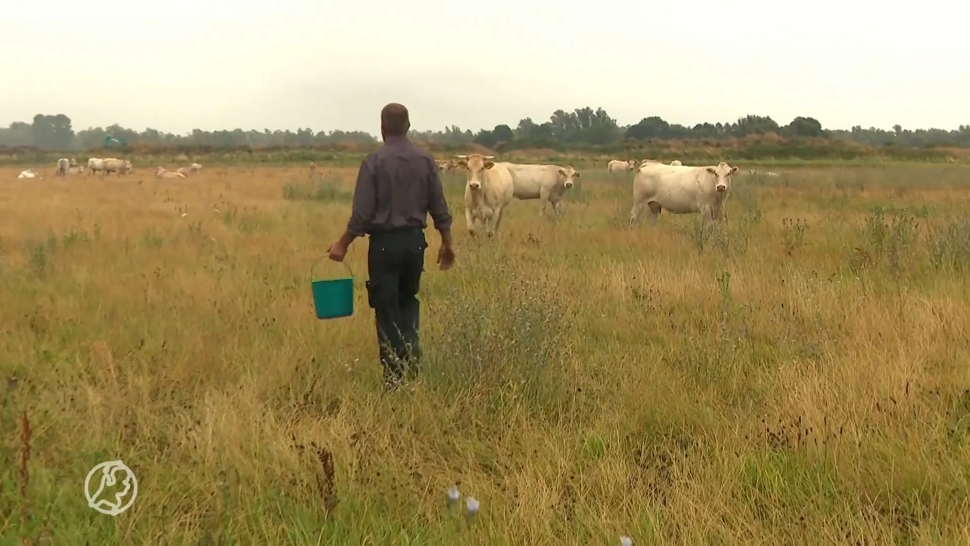 Frustratie om 'onnodig hoge' stikstofdoelen, een op vijf boeren moet stoppen