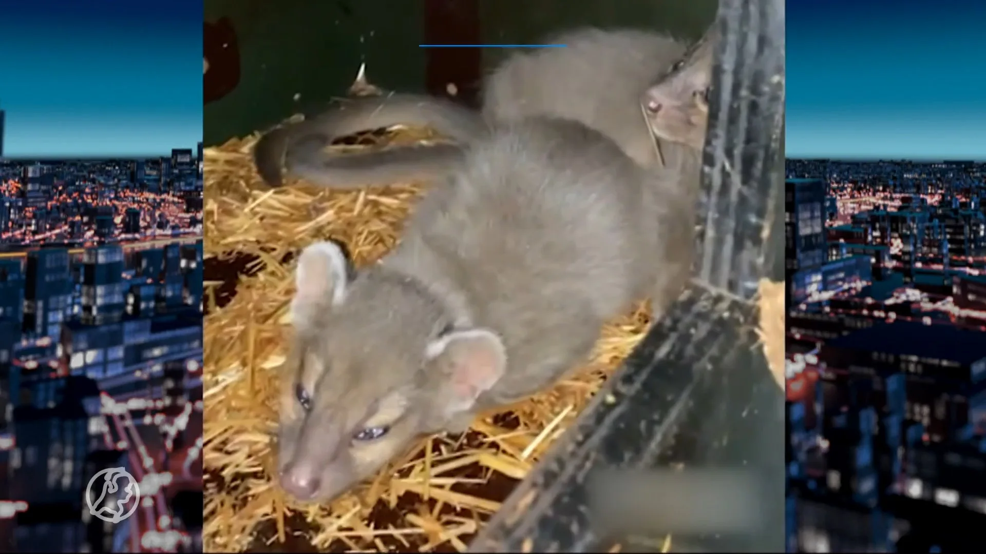 Bijzondere geboorte: voor het eerst fossa's geboren in Nederland