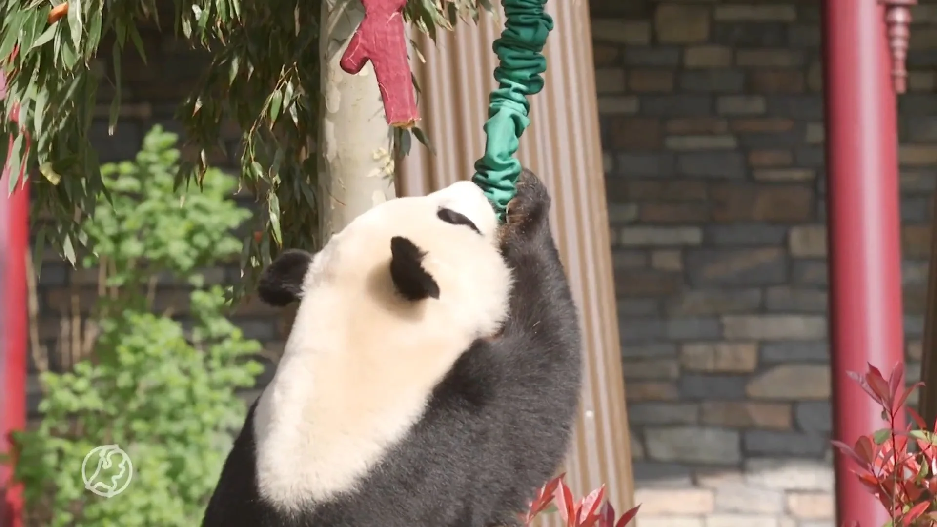 Panda viert 1e verjaardag