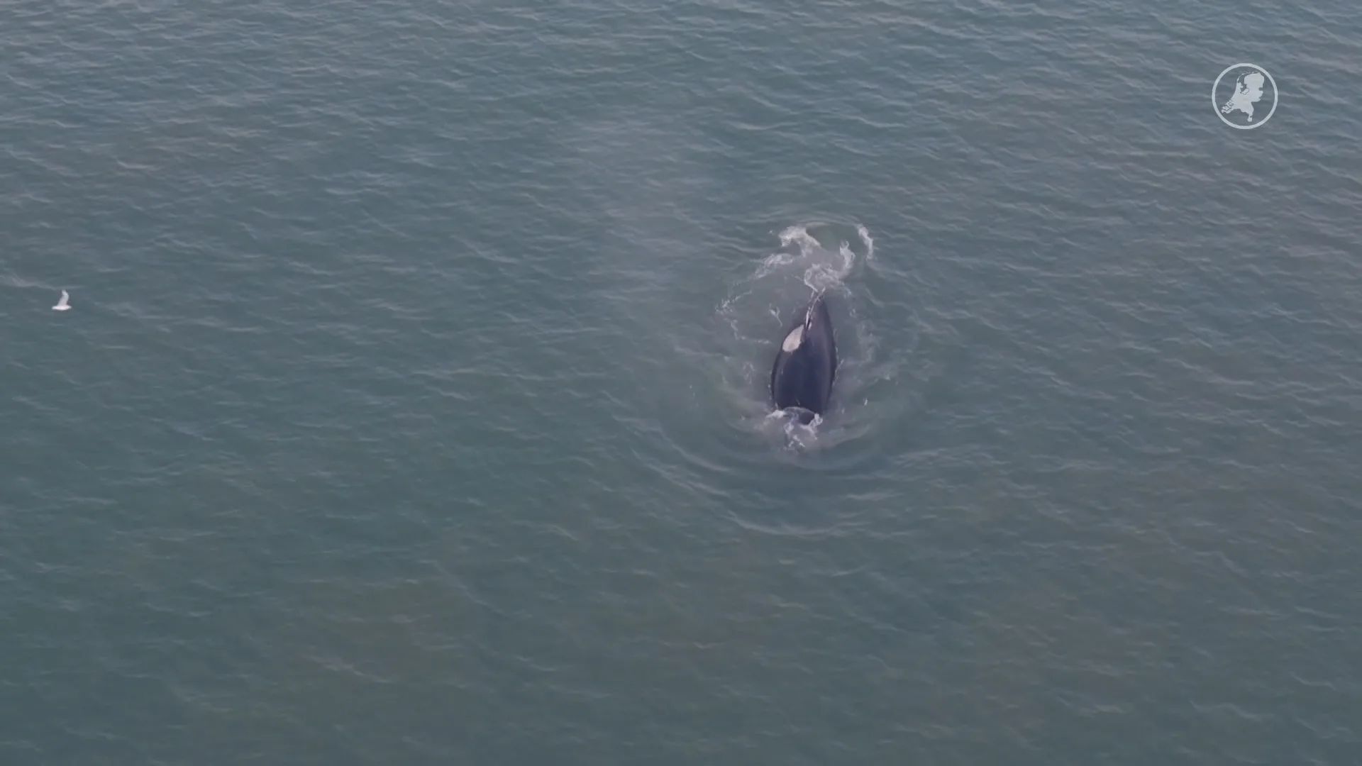 Bultrug laat zich weer zien voor kust, nu bij Bloemendaal