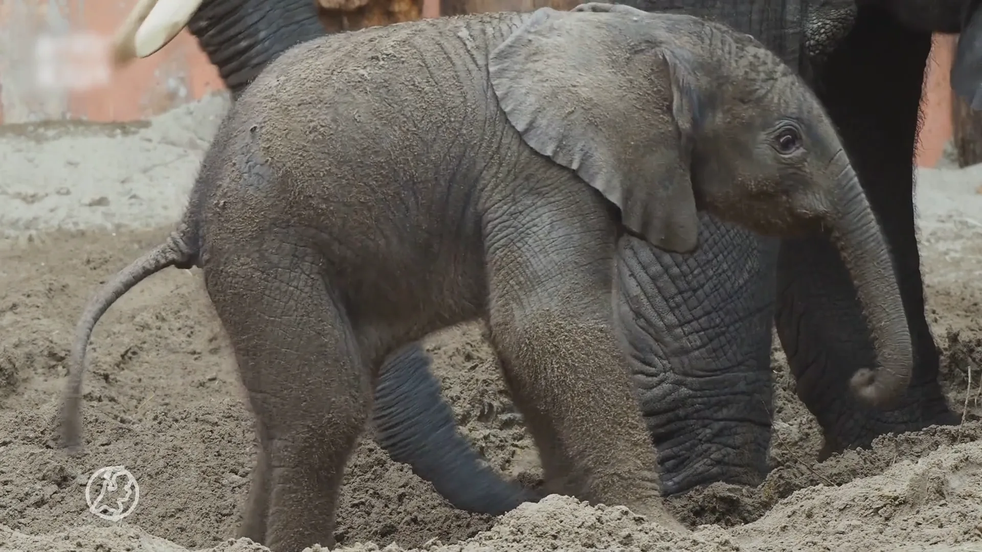 ZIEN: Safaripark Beekse Bergen deelt schattige beelden van pasgeboren olifantje