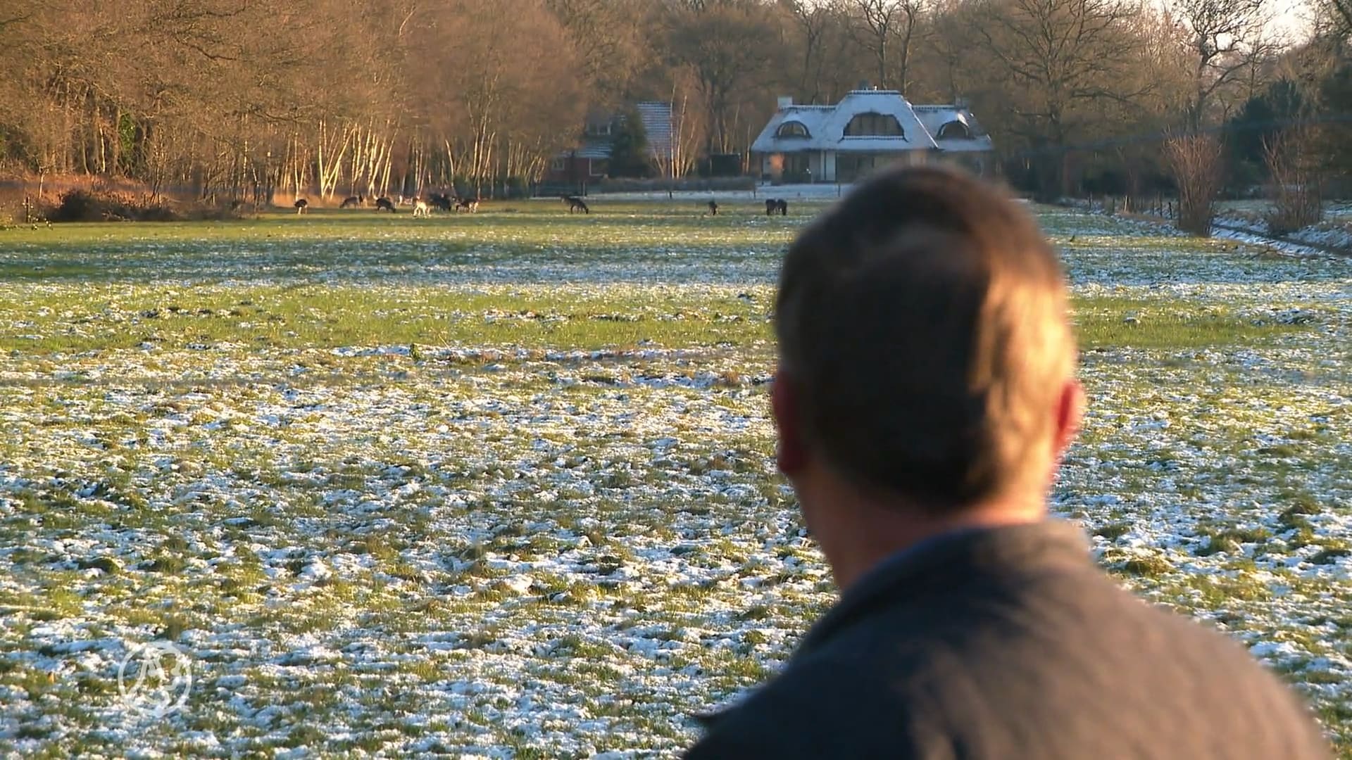 Damherten zorgen voor overlast in Oranjewoud: 'Ze vreten alles op'