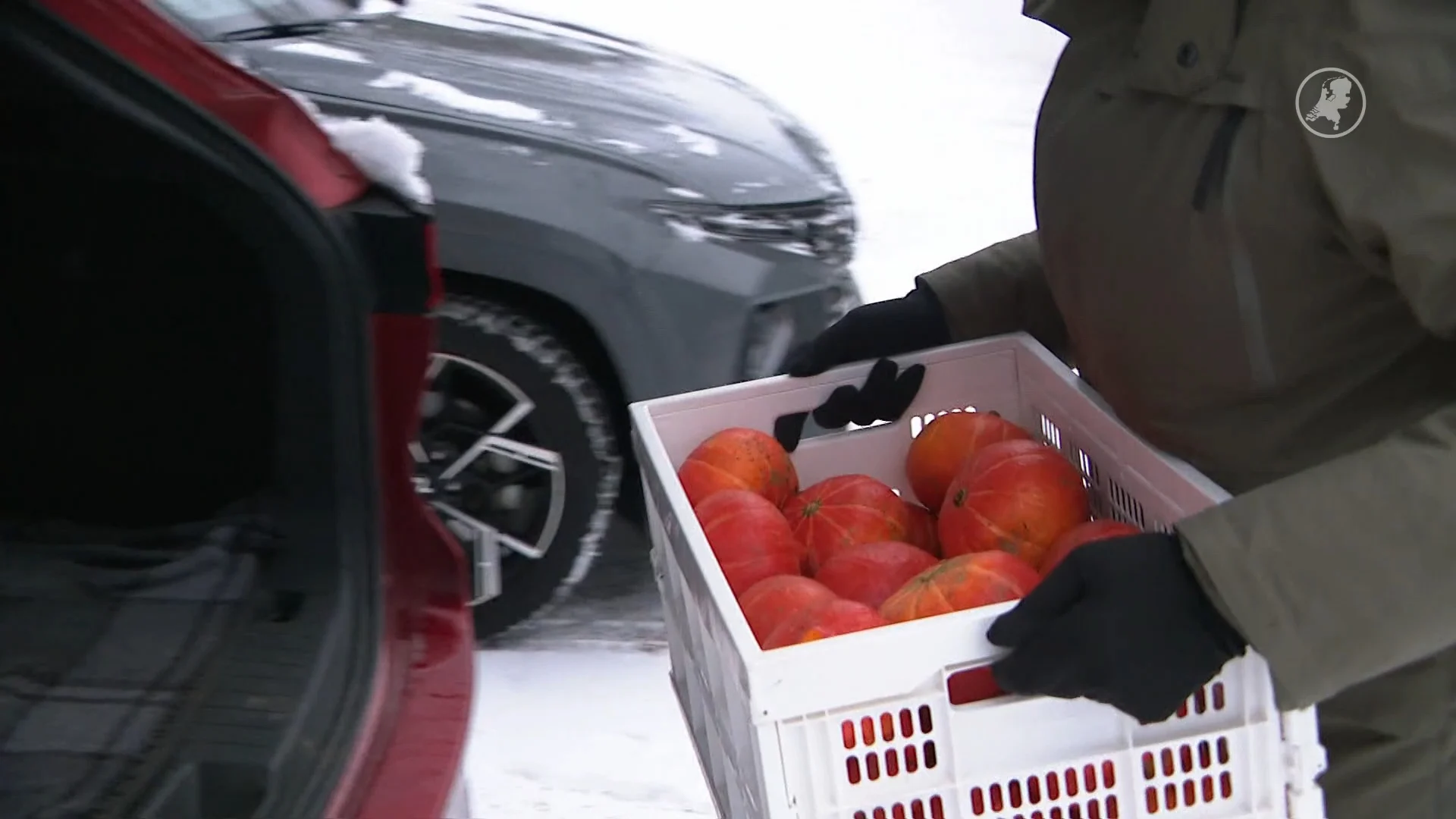 Kilo's pompoenen af te halen bij teler Chris door uitzonderlijk goede oogst