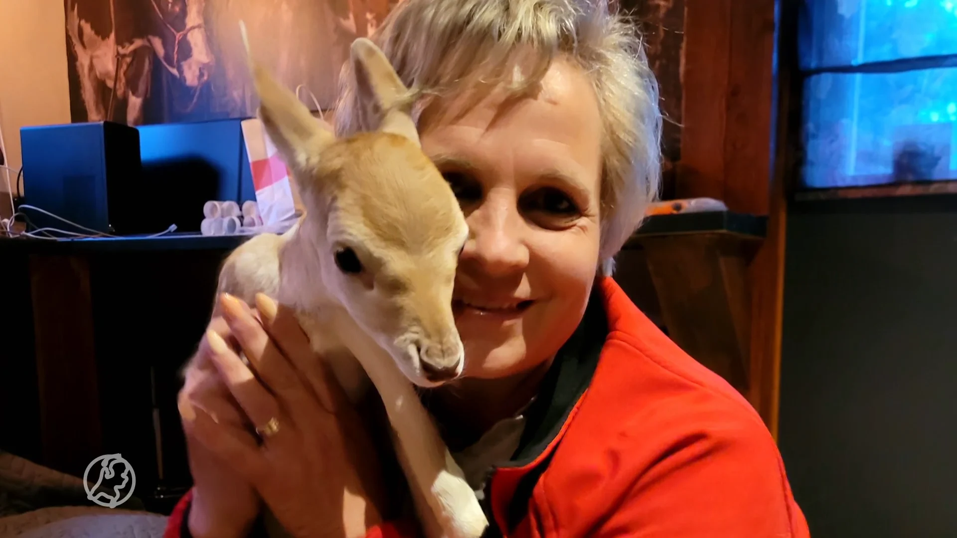 Verstoten damhert Ricky vindt nieuwe moeder in Miranda: 'Hij is ons oogappeltje'