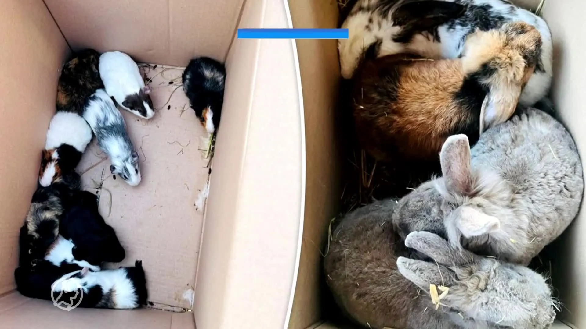 Carl van dierenopvang Flappus in shock na vondst 184 gedumpte dieren