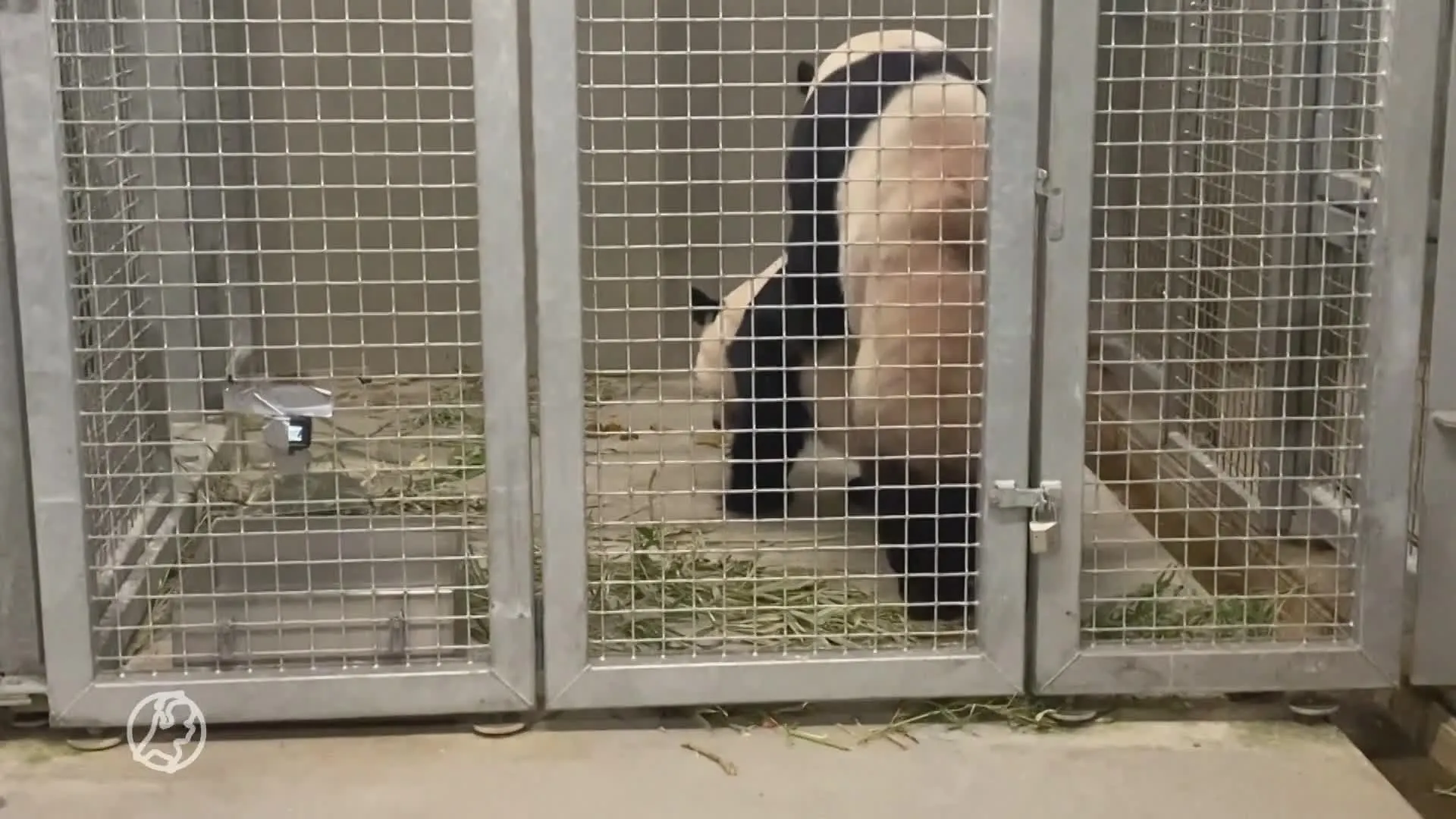 Reuzenpanda's in Rhenen hebben weer gepaard