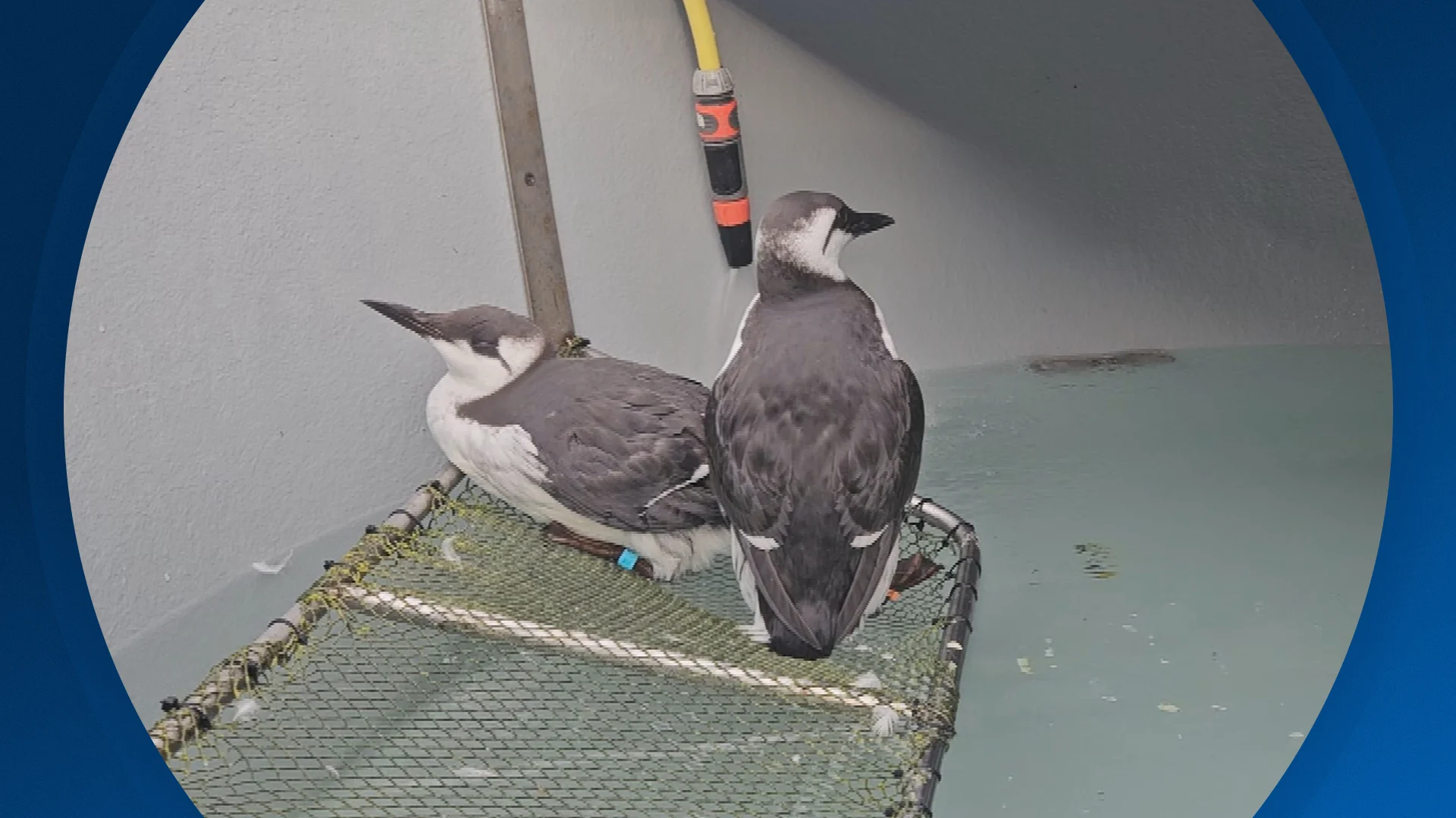 Seizoen 2025, aflevering 218