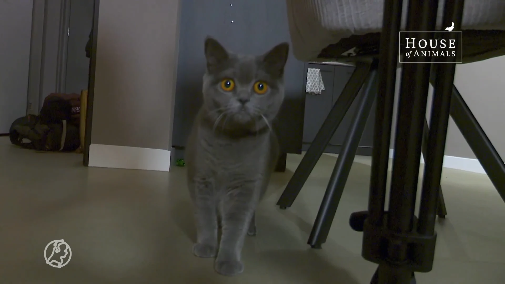 Broodfokker op vingers getikt na houden van 91 katten in woning