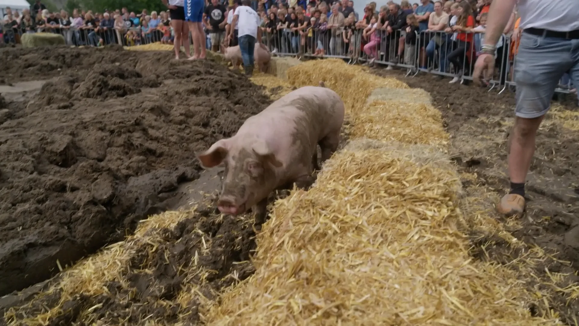 Zwientie Tikken op Dicky Woodstock festival