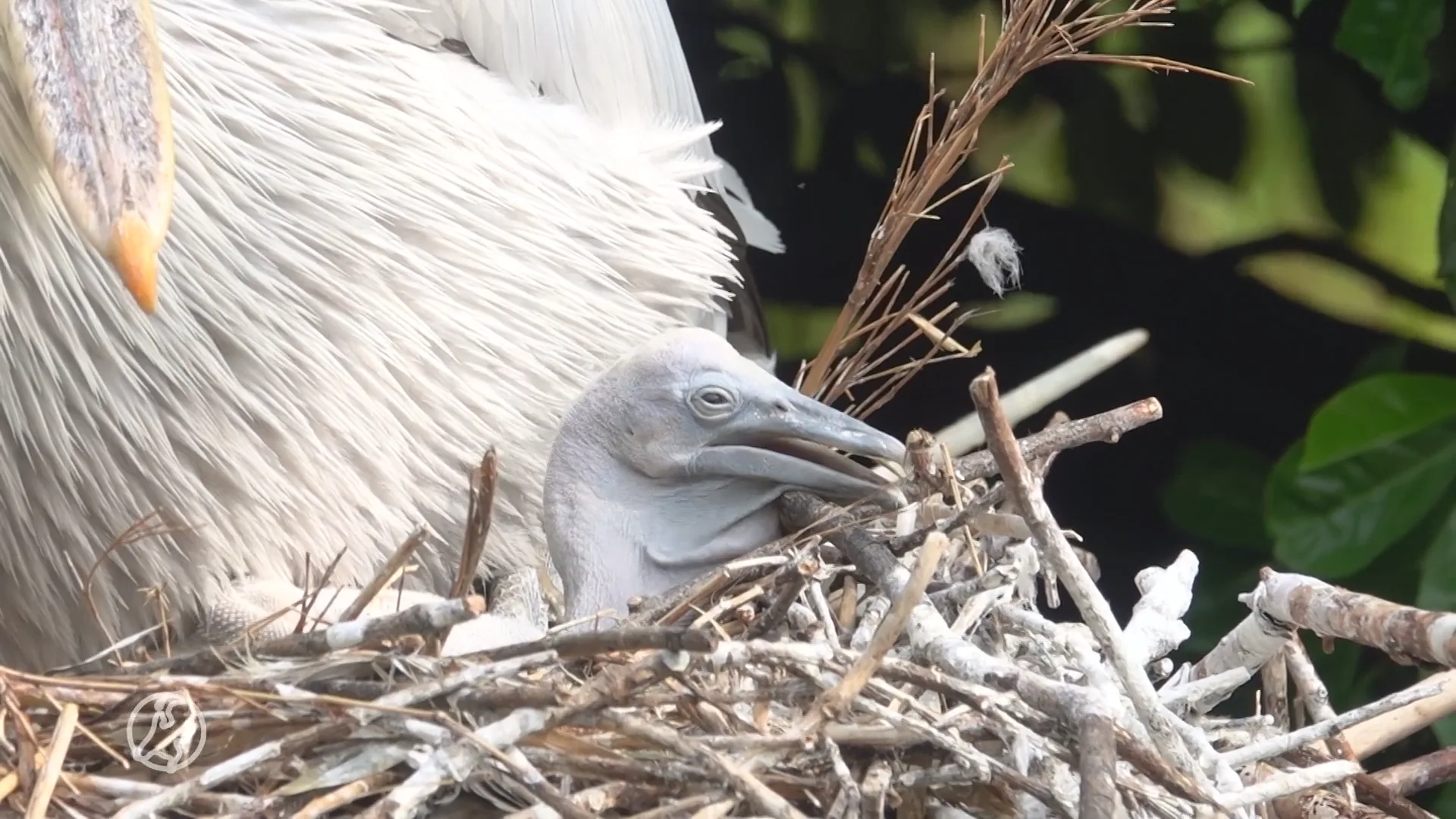 Lief: Pelikanenkuiken uit ei gekropen in DierenPark Amersfoort