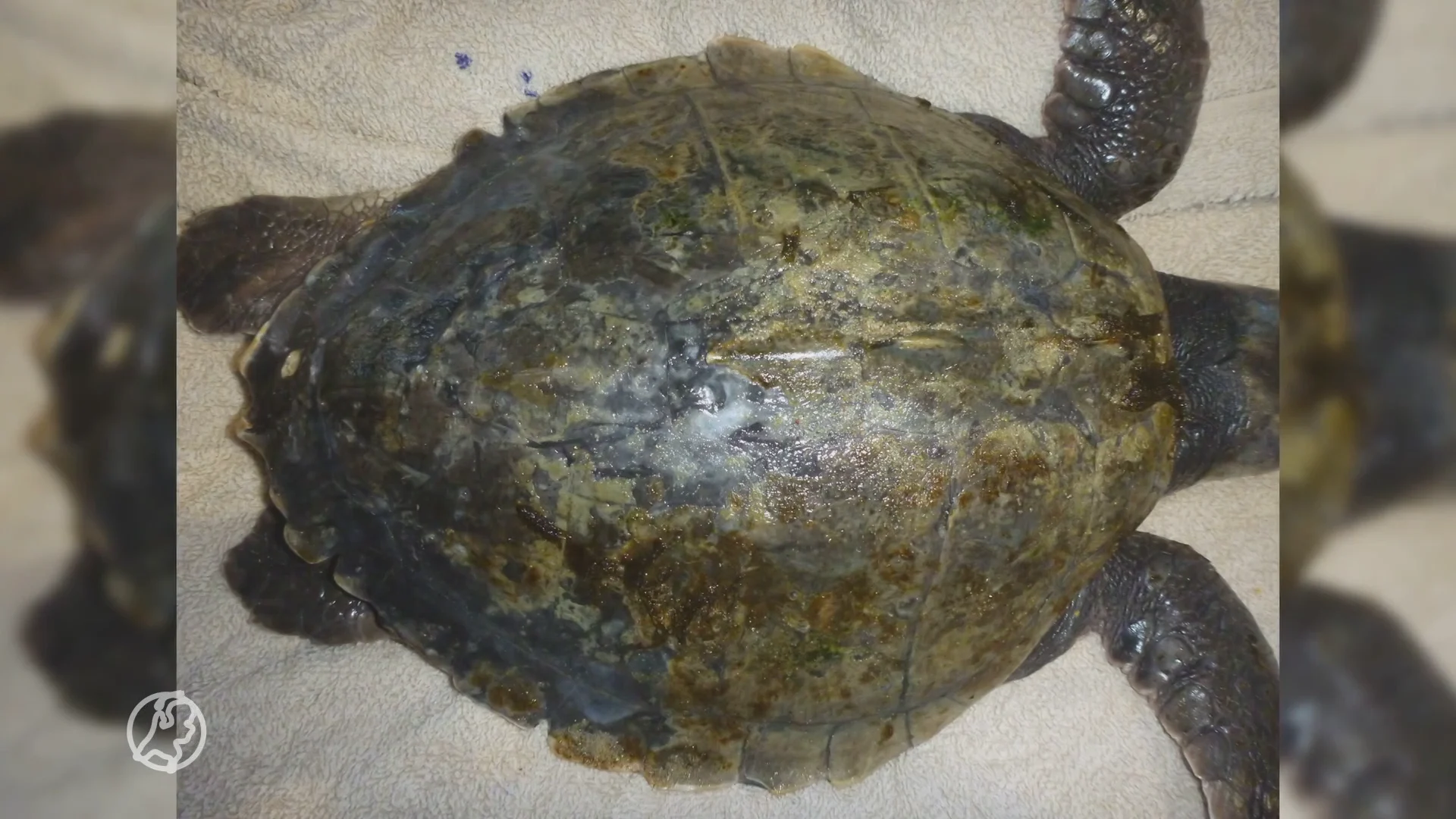 Diergaarde Blijdorp vangt bedreigde zeeschildpad op