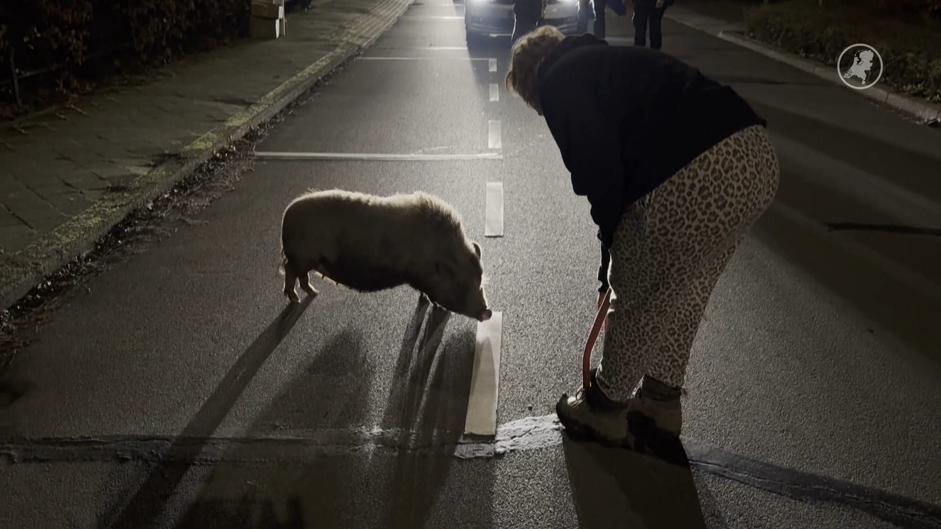 Ontsnapt zwijntje dwaalt door Maastricht