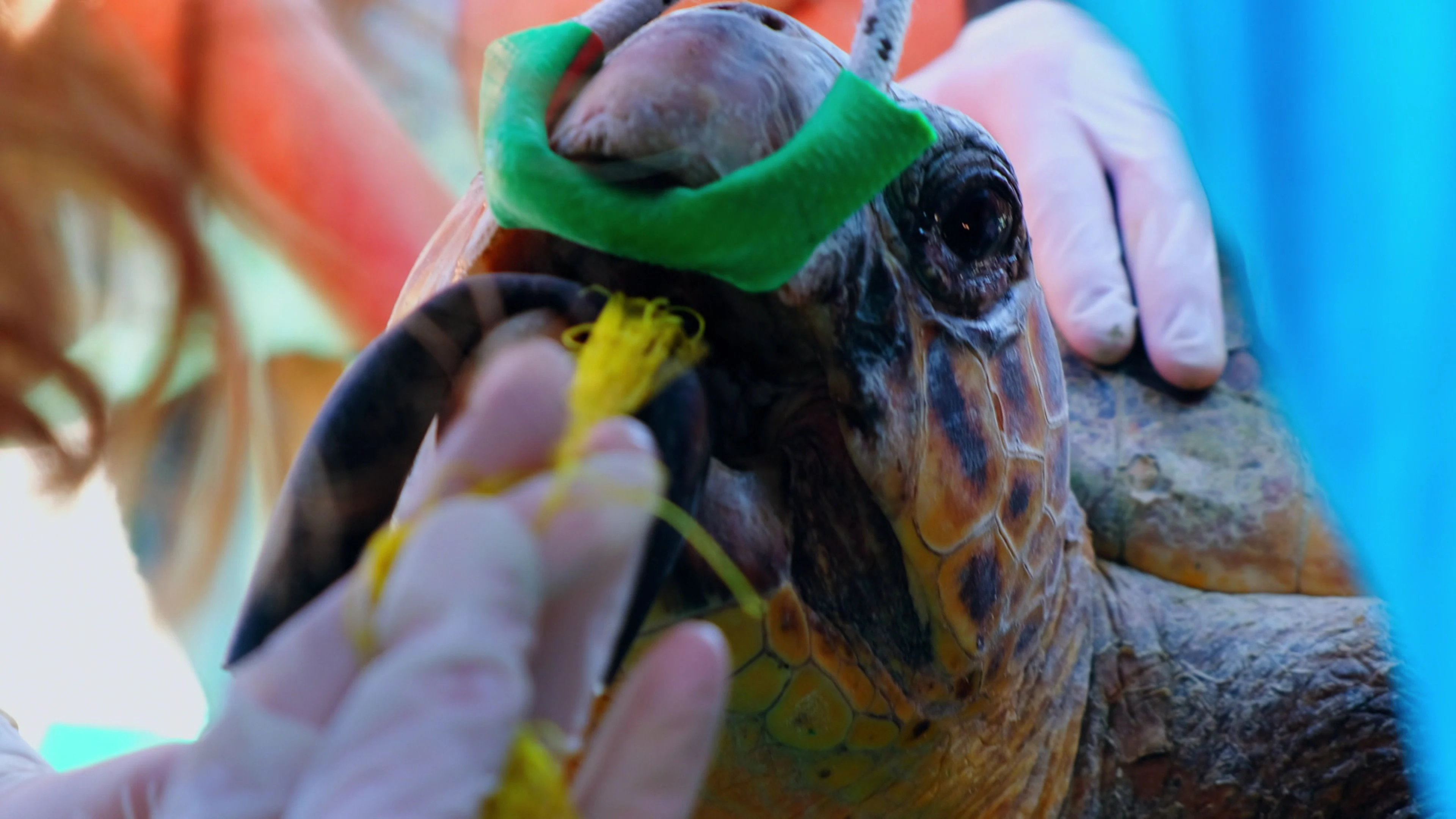 Unbelievable Moments: Caught on Camera