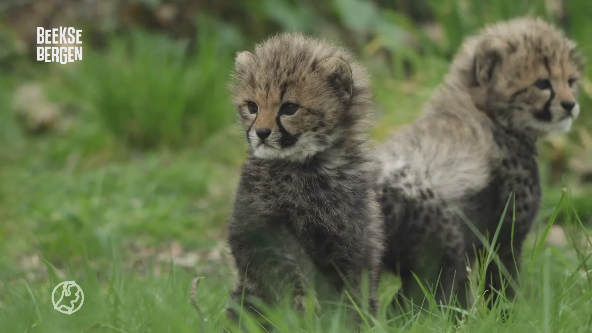 ZIEN: Beekse Bergen deelt schattige beelden van cheetawelpjes die buitenverblijf ontdekken