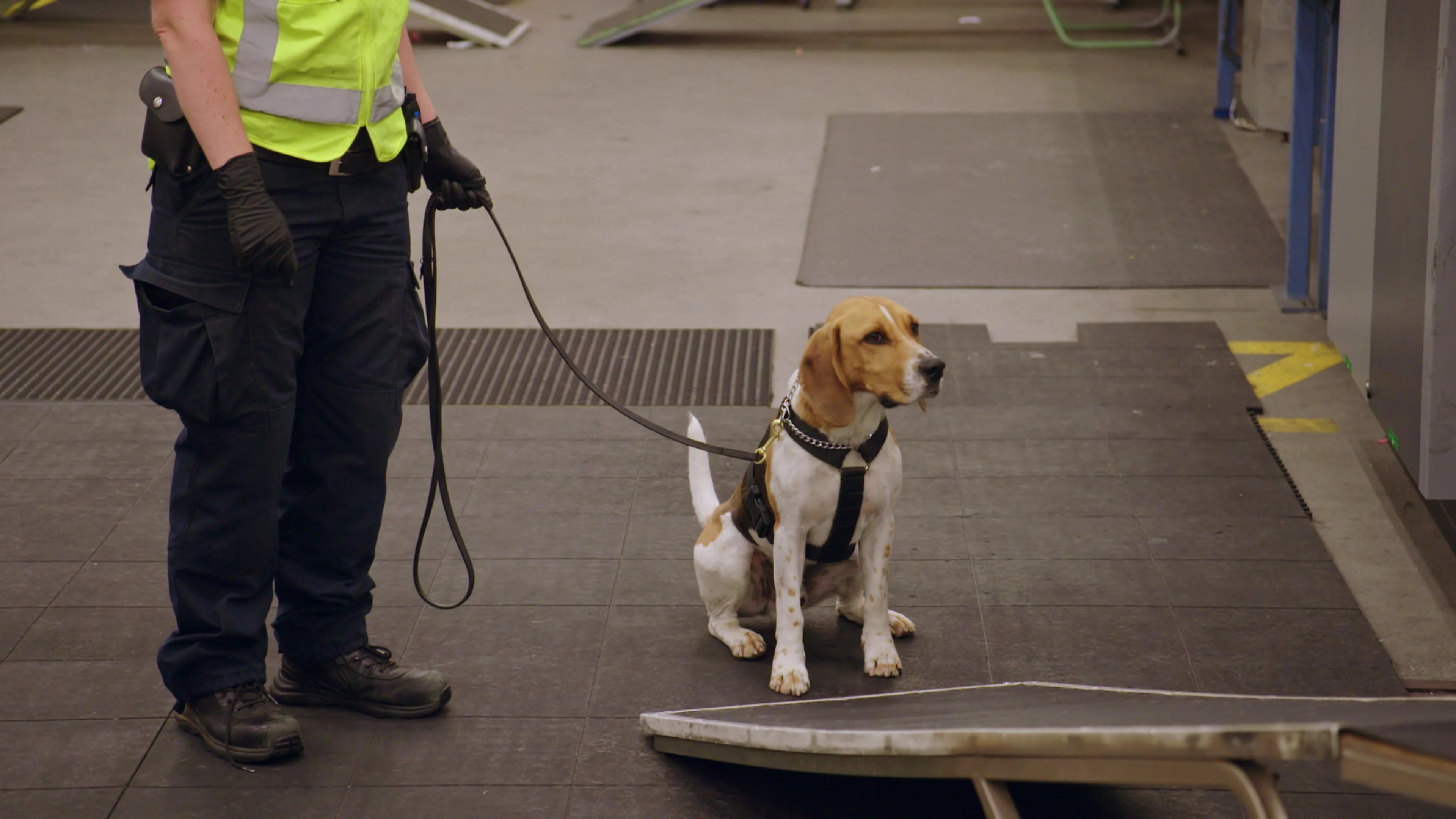 Border Security: Dog Patrol