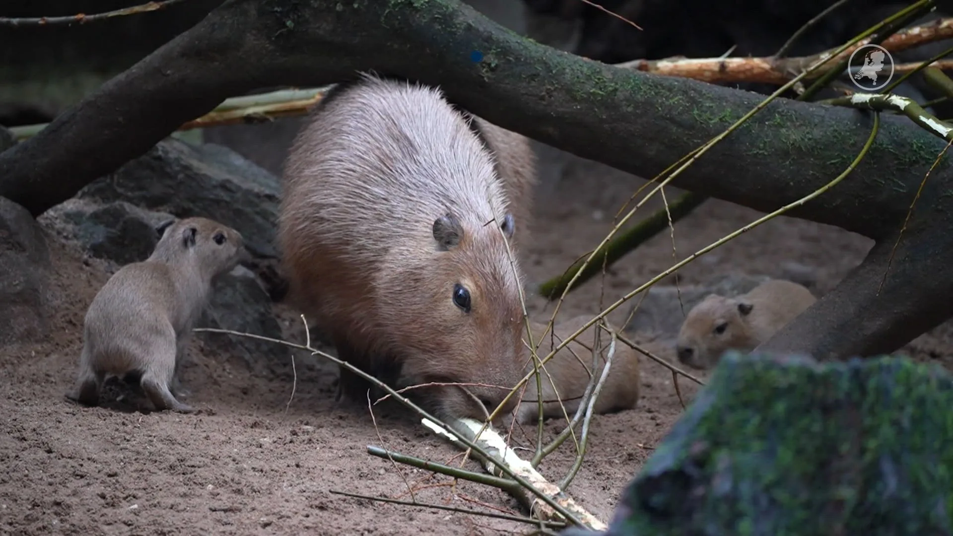 ZIEN: Drieling verwelkomt in Arnhemse dierentuin Burgers' Zoo