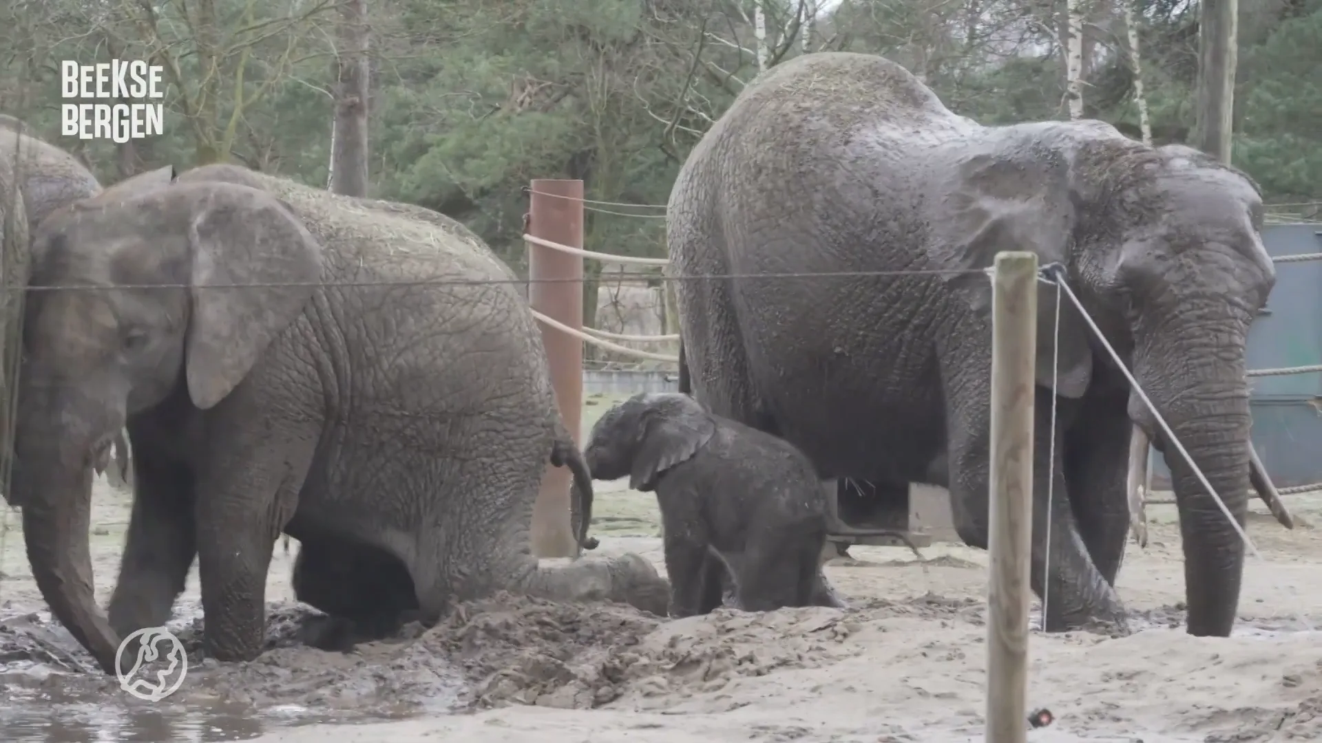 Babyolifantje geniet van modderbad