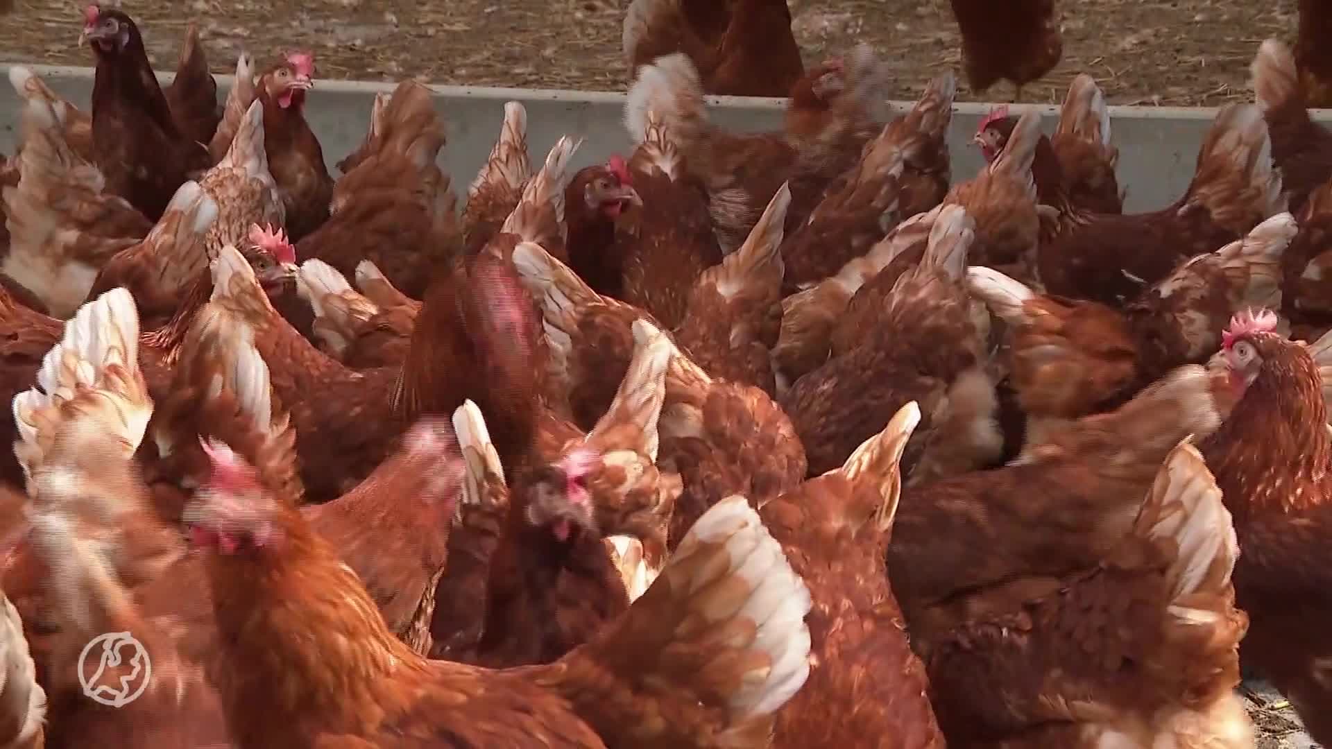 Vogelgriepvaccin opluchting voor pluimveehouder Theo: 'Positief nieuws'