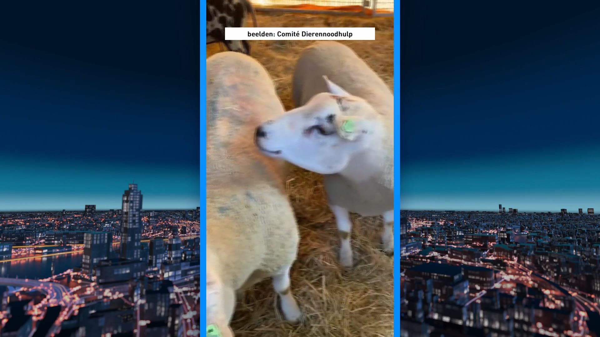 Schapen op het nippertje gered van illegale slacht voor Offerfeest