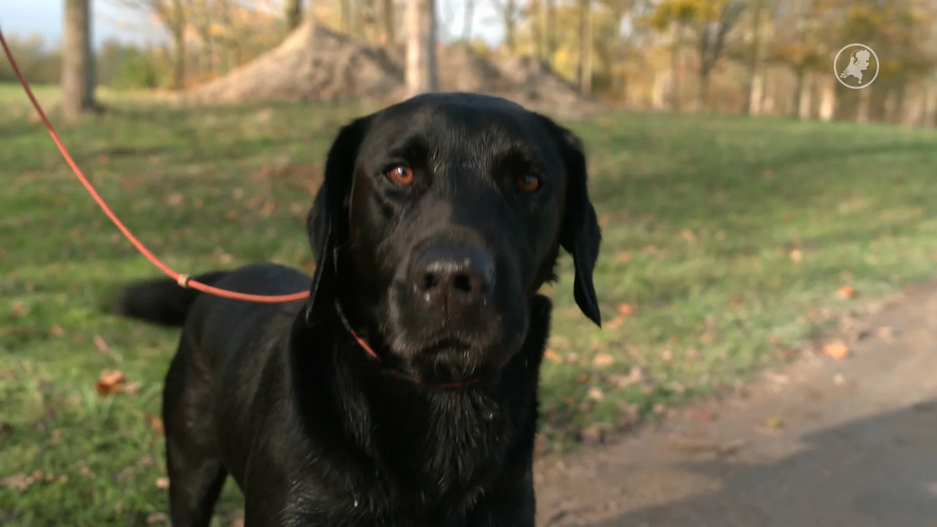 In Zeeland strijden 16 jachthonden en hun baasjes in het NK