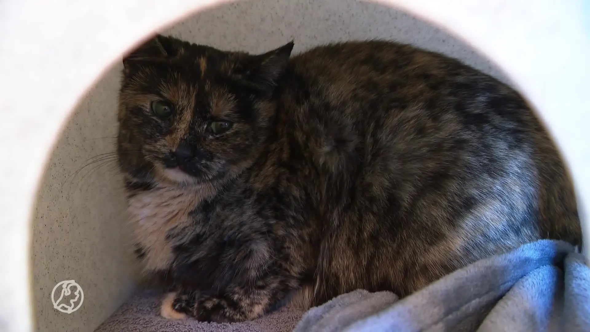 Vijf raskatten gedumpt in Tuitjehorn: 'Hoop dat baasje zich alsnog meldt'