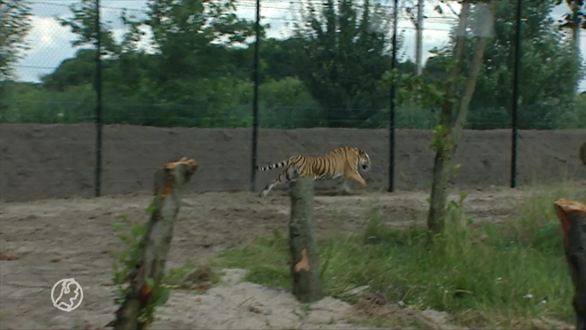 Droevig nieuws uit Dierenrijk: tijger Laila overleden