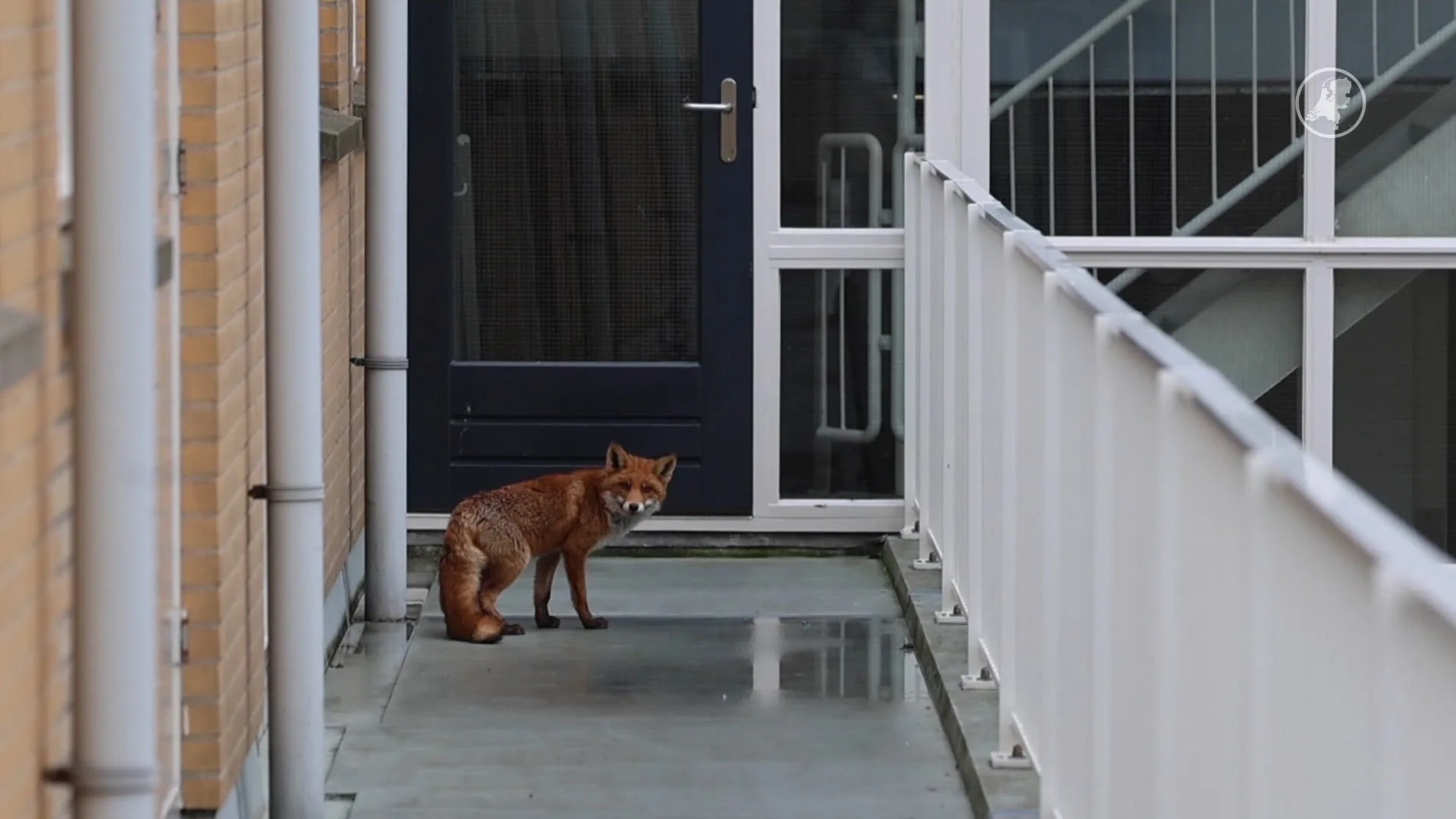 Vos loopt rond in flatgebouw, bewoners bang