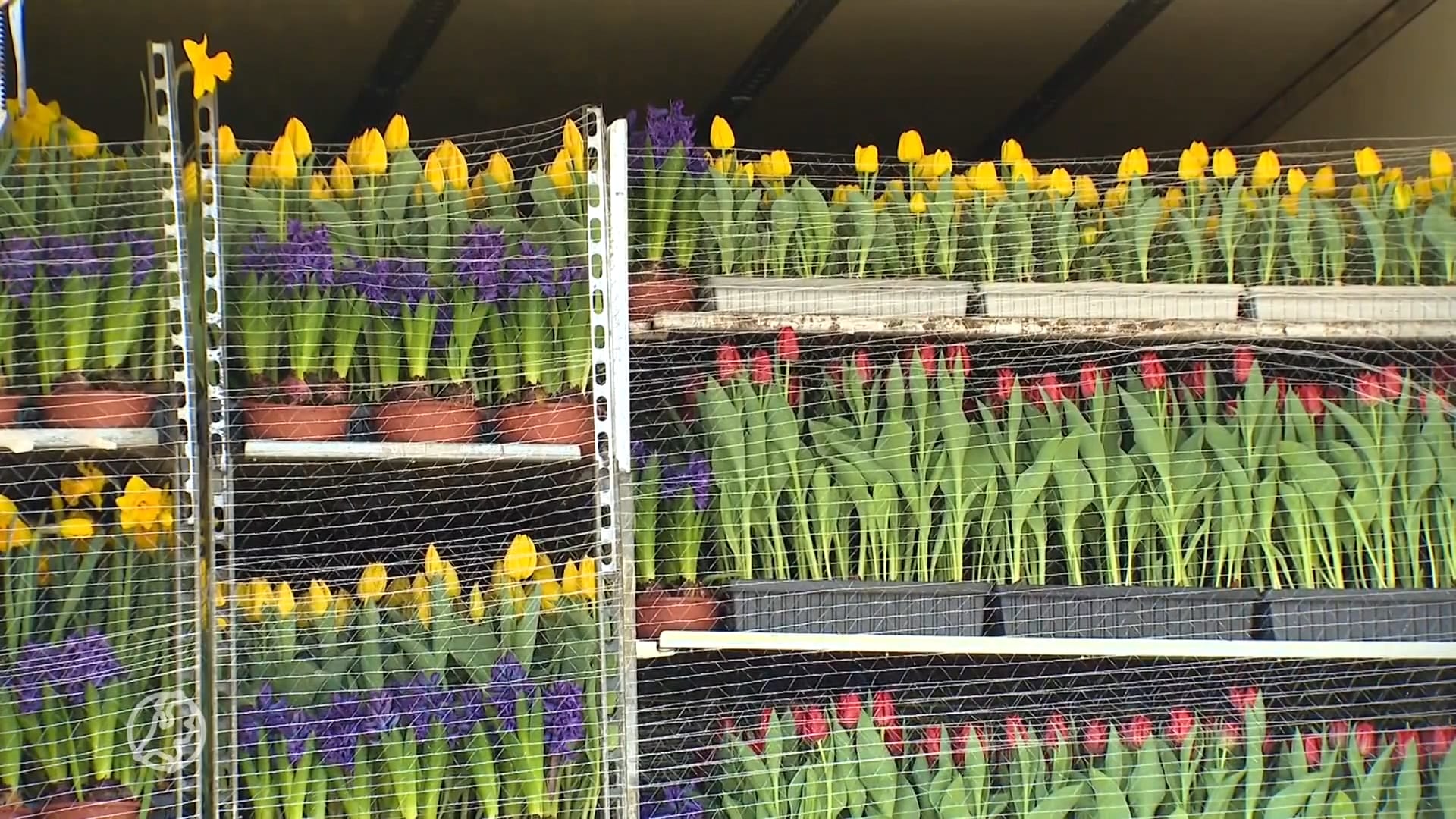 'Danke für die gerbera's': Nederlandse bloemen weer onderweg naar Rome
