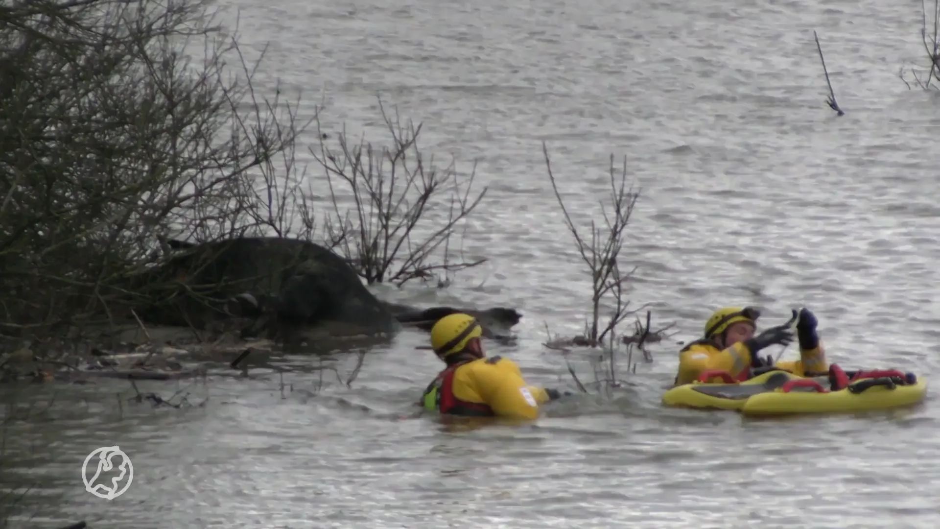 Koe verdronken in de Waal