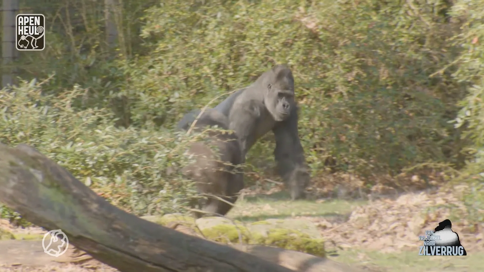Ontmoet Banjoko, de nieuwe gorillaleider van de Apenheul