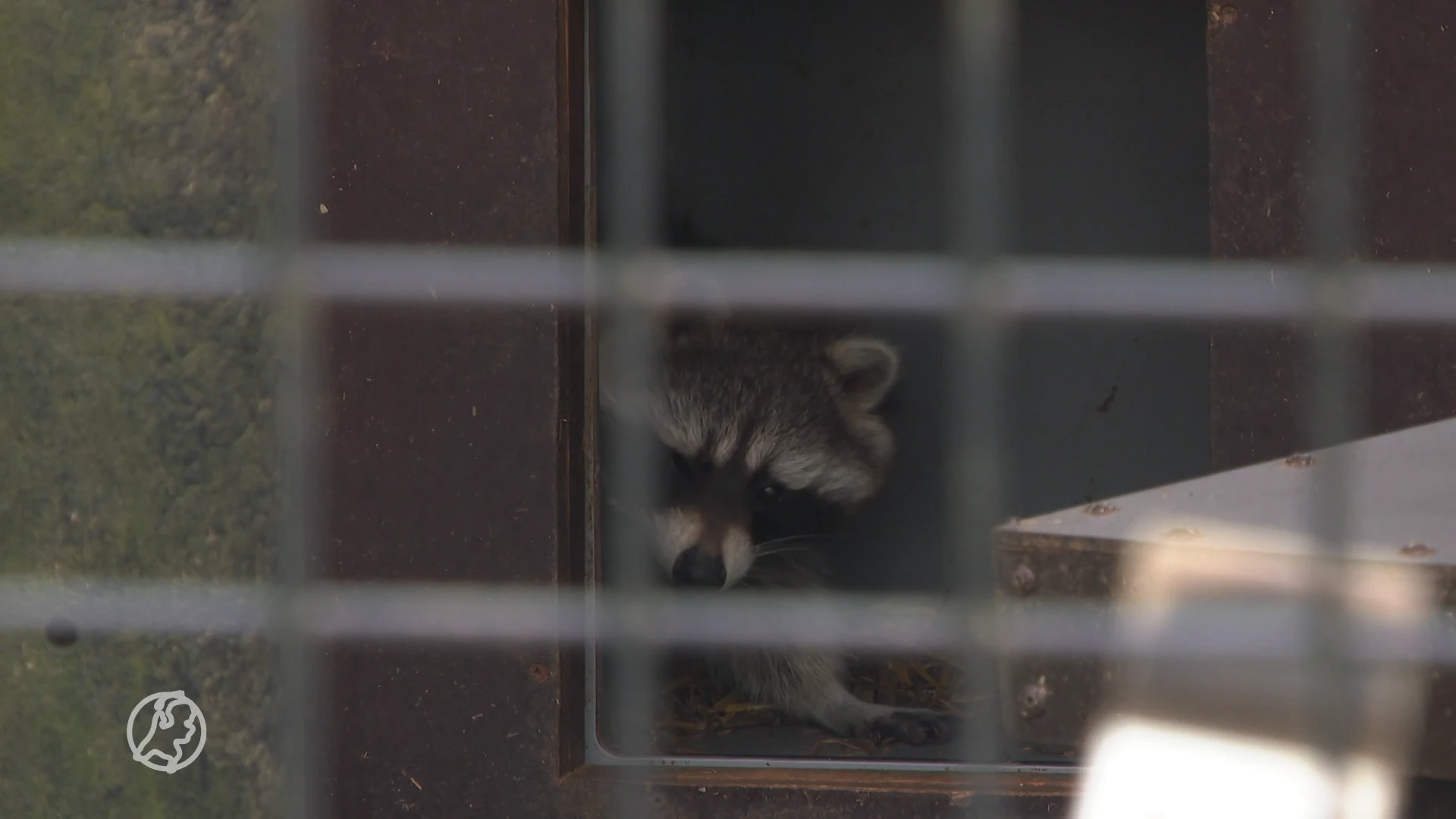 Wasberen steken massaal onze grenzen over: 'Vangen of afschieten?'