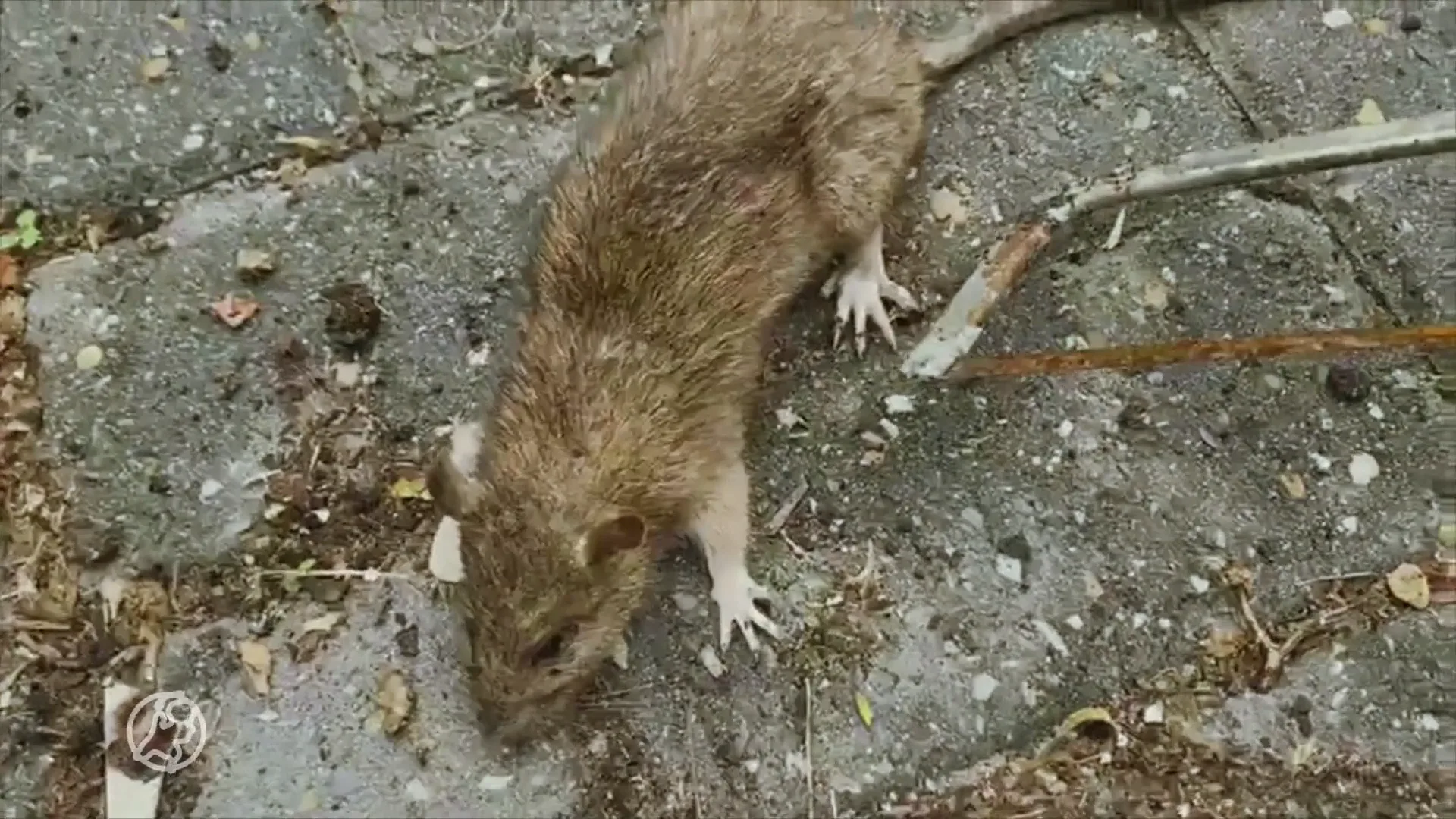 Overal rattenoverlast? 'Soms wel zo groot als katten'